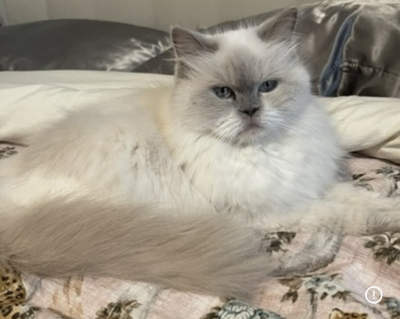 Lilac Pointed Persian image 2