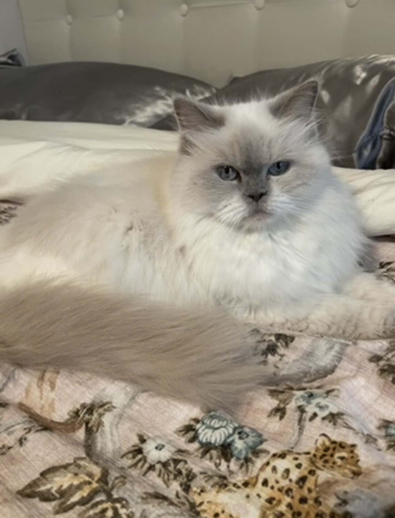 Lilac Pointed Persian image 1