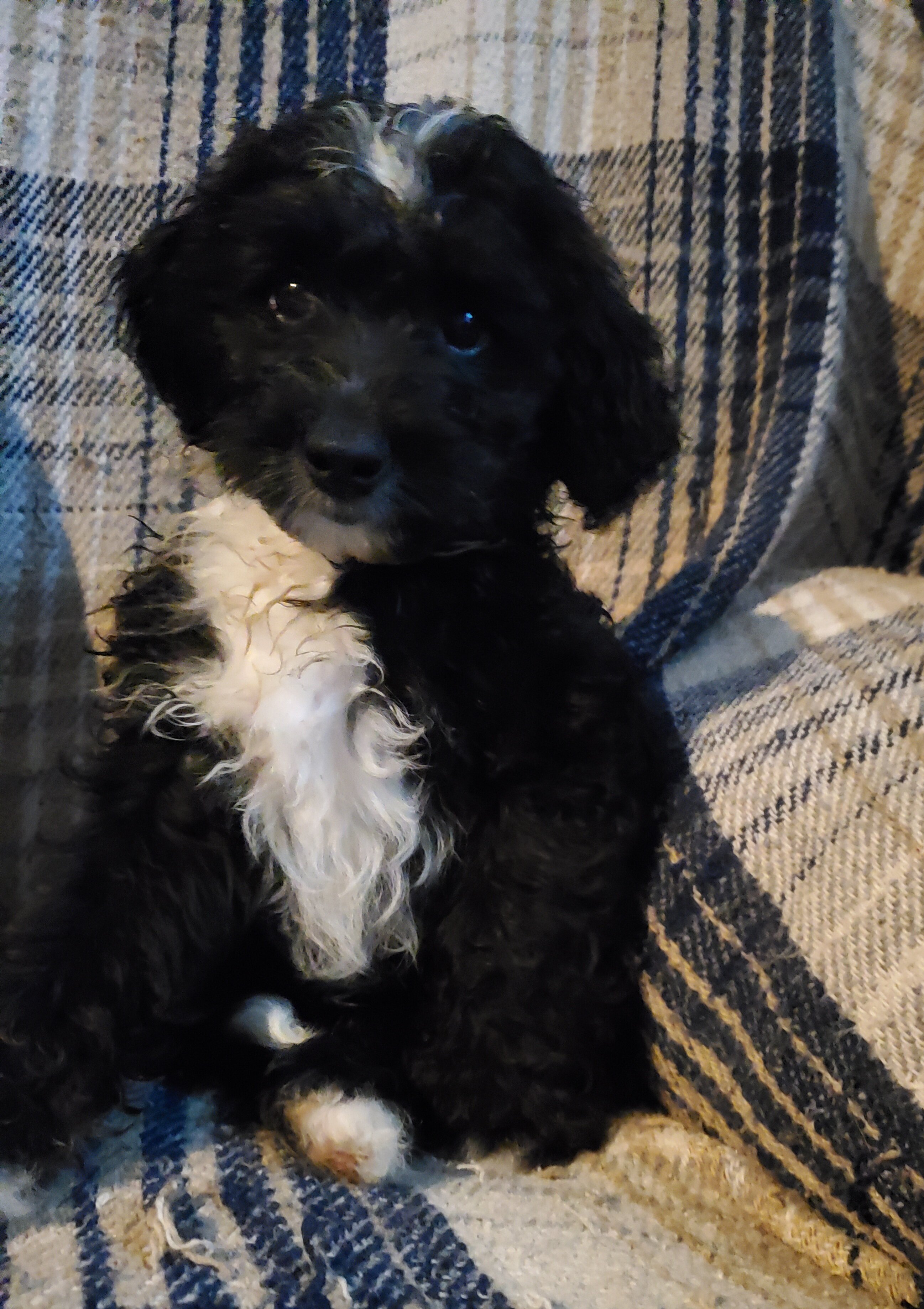Sheepadoodle image 2