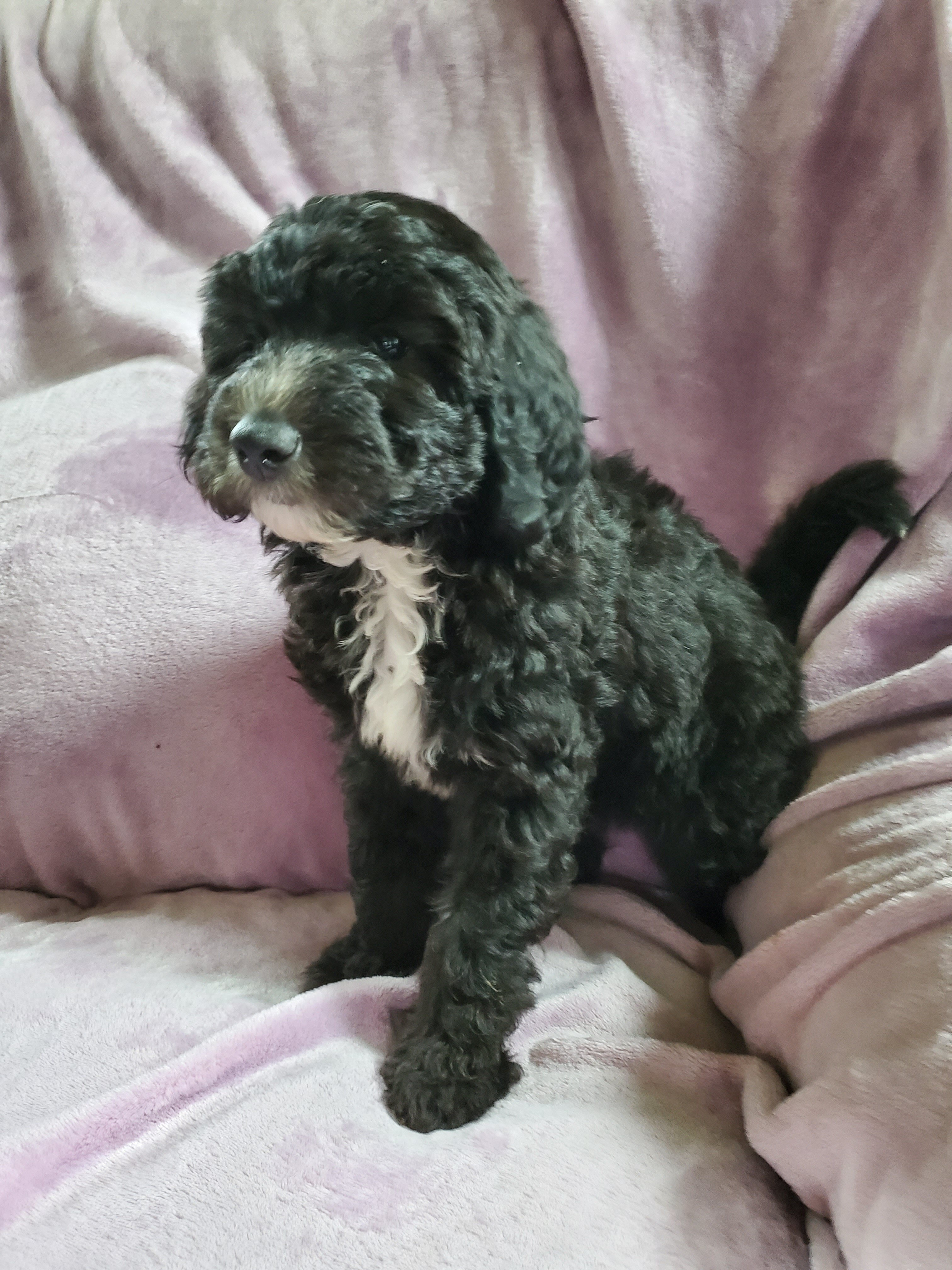 Sheepadoodle image 1