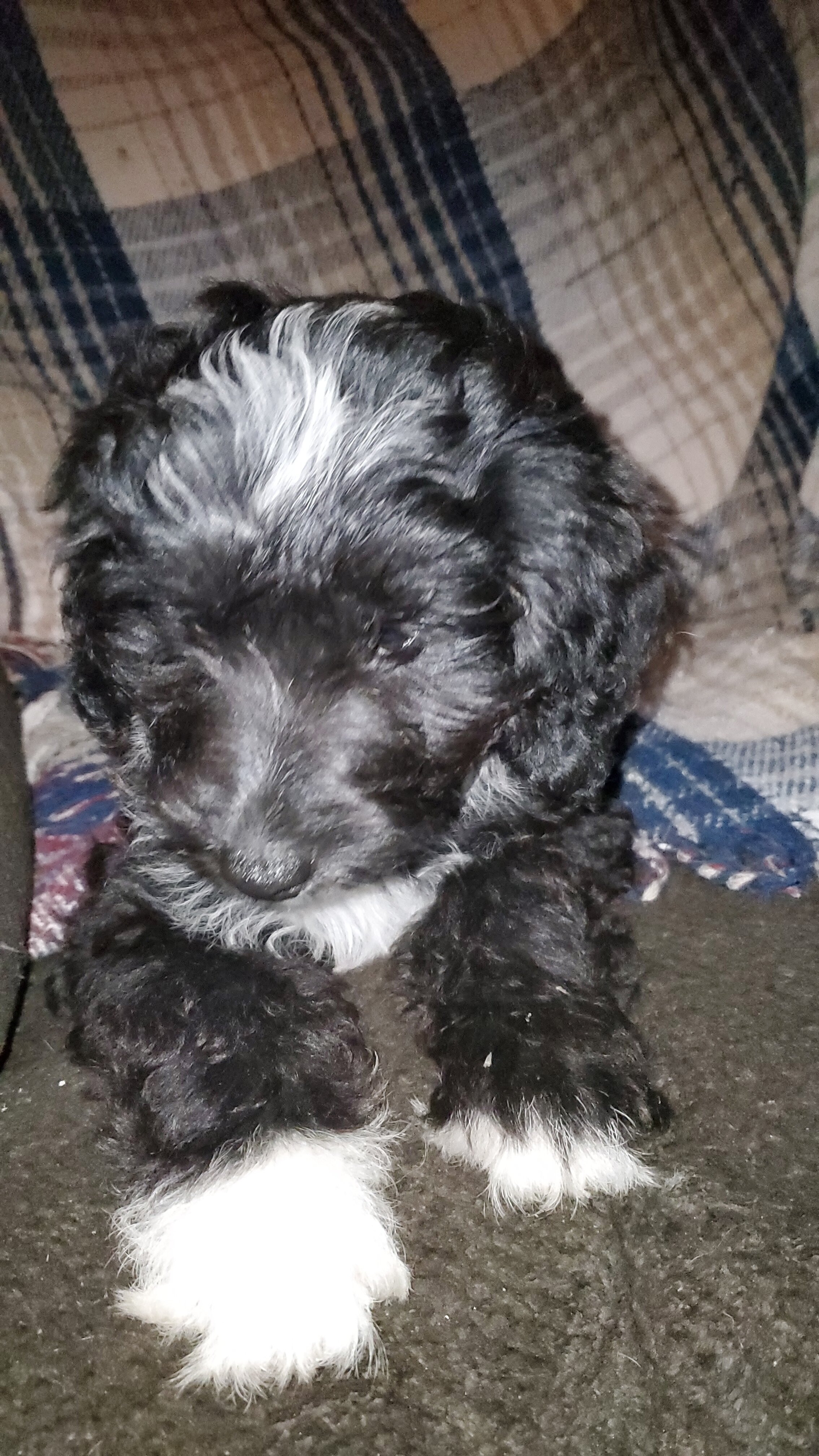 Sheepadoodle image 3