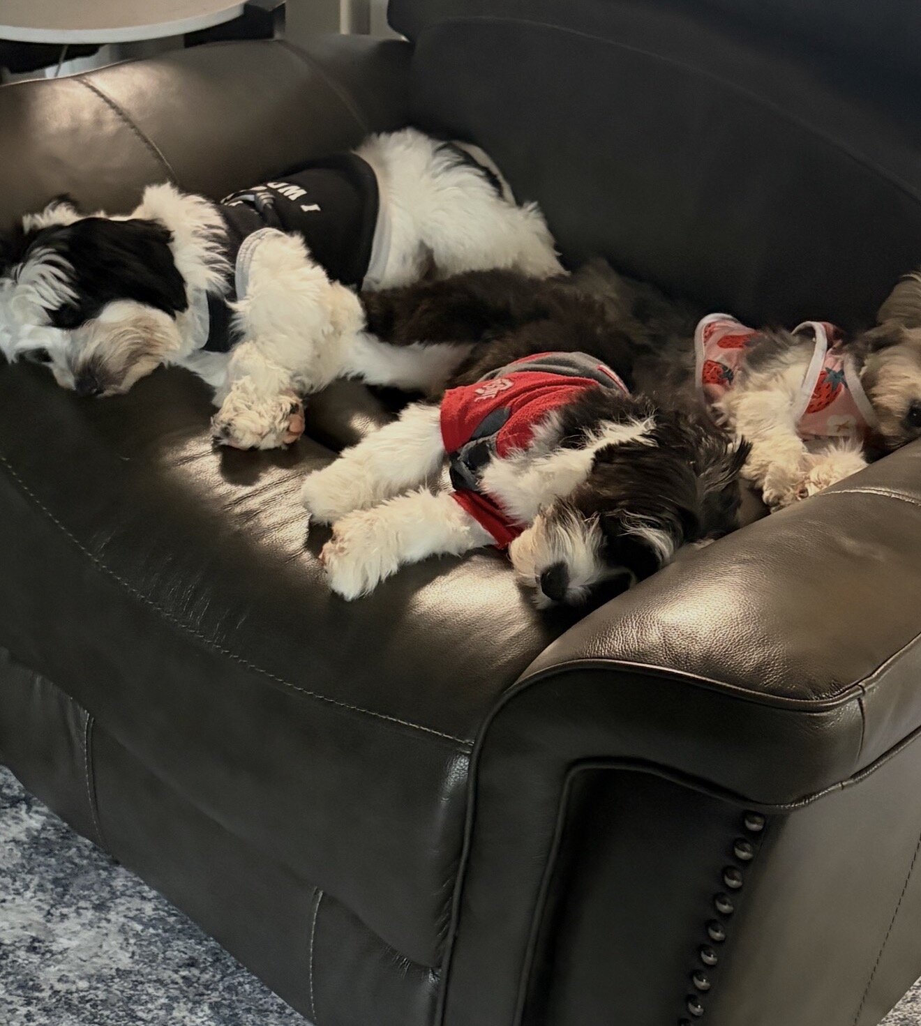 Parti Morkie image 4