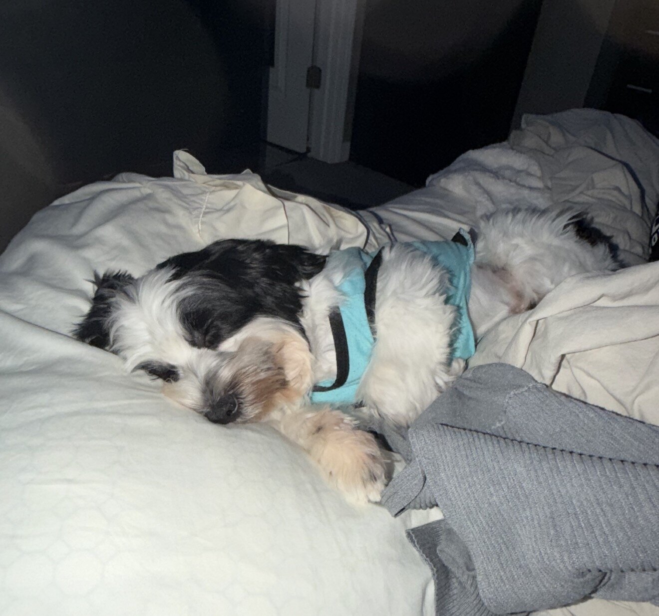 Parti Morkie image 3
