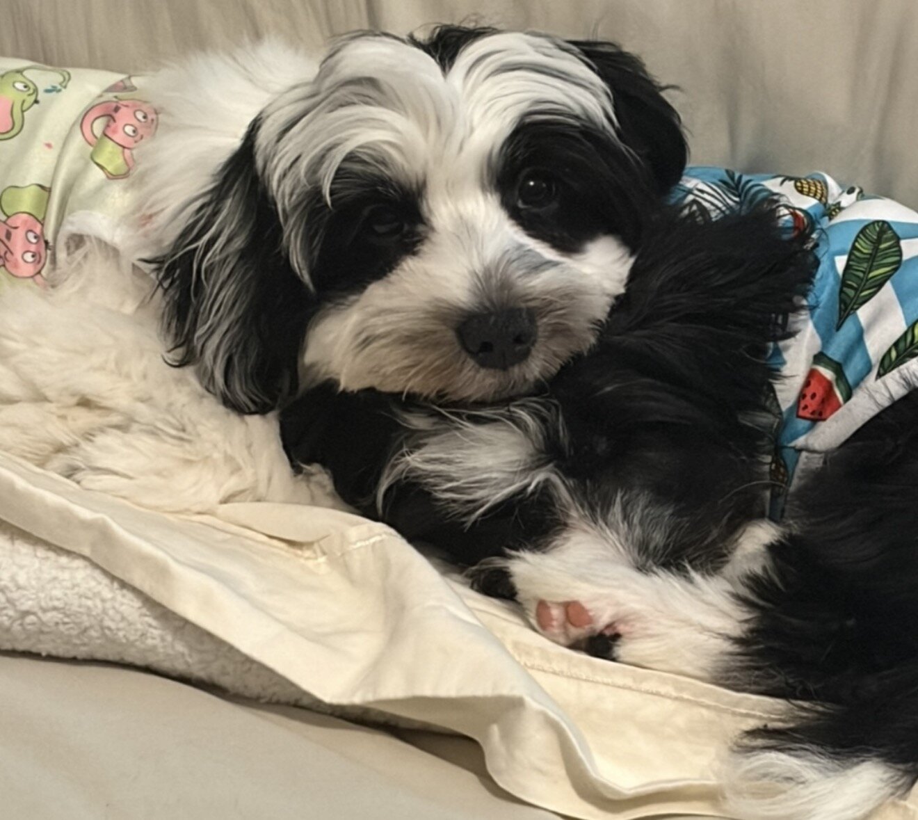 Parti Morkie image 2