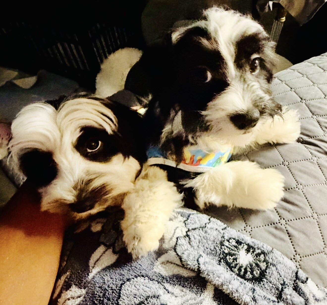Parti Morkie image 5