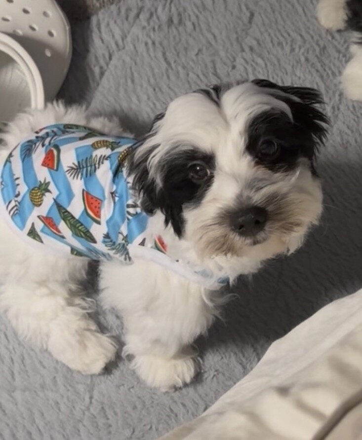 Parti Morkie image 1