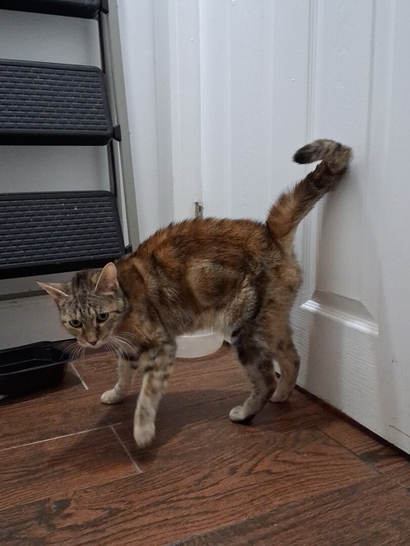 Cat image 1