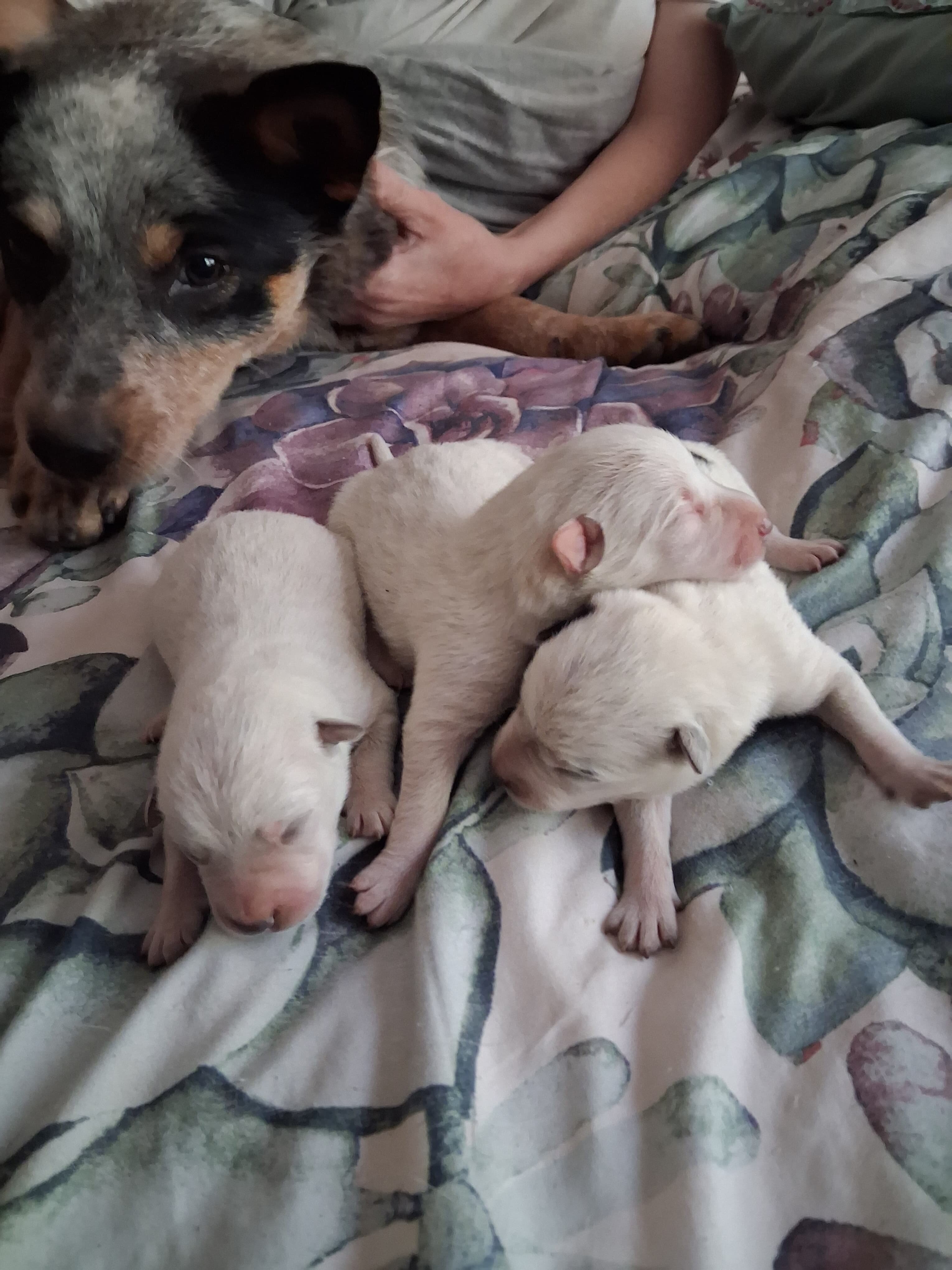 Heeler puppies 🐶 image 1