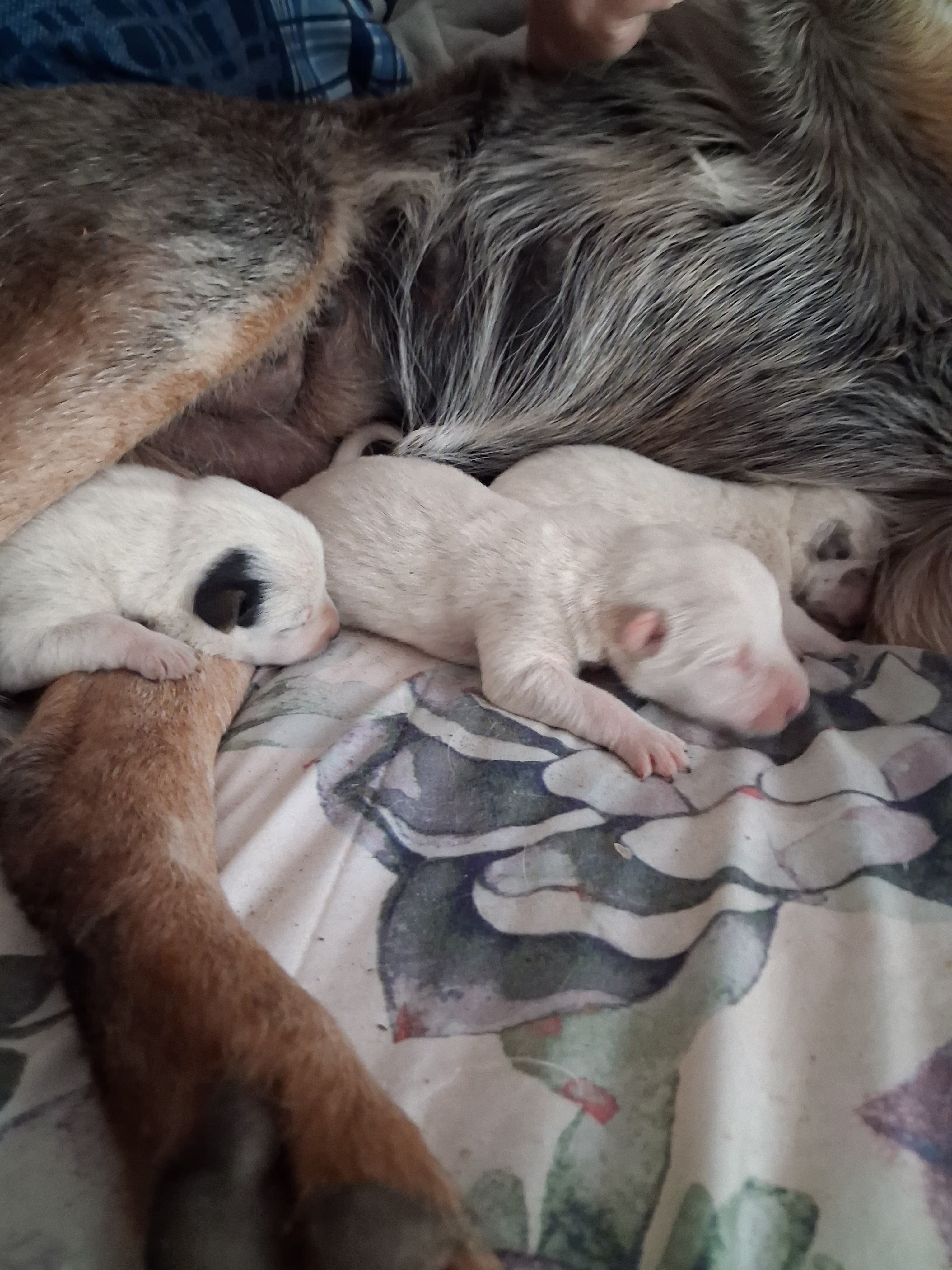 Heeler puppies 🐶 image 2