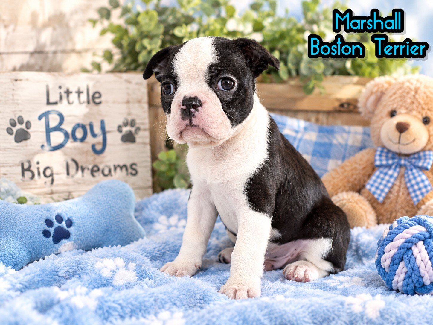 Marshall Male Boston Terrier image 1