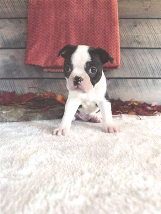 Marshall Male Boston Terrier image 3