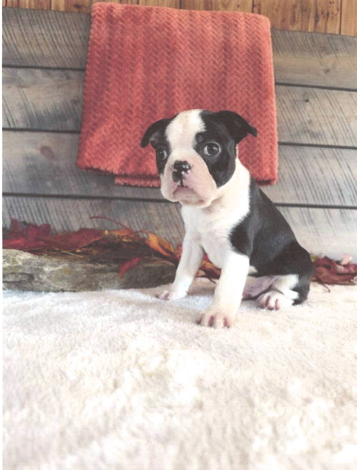 Marshall Male Boston Terrier image 2