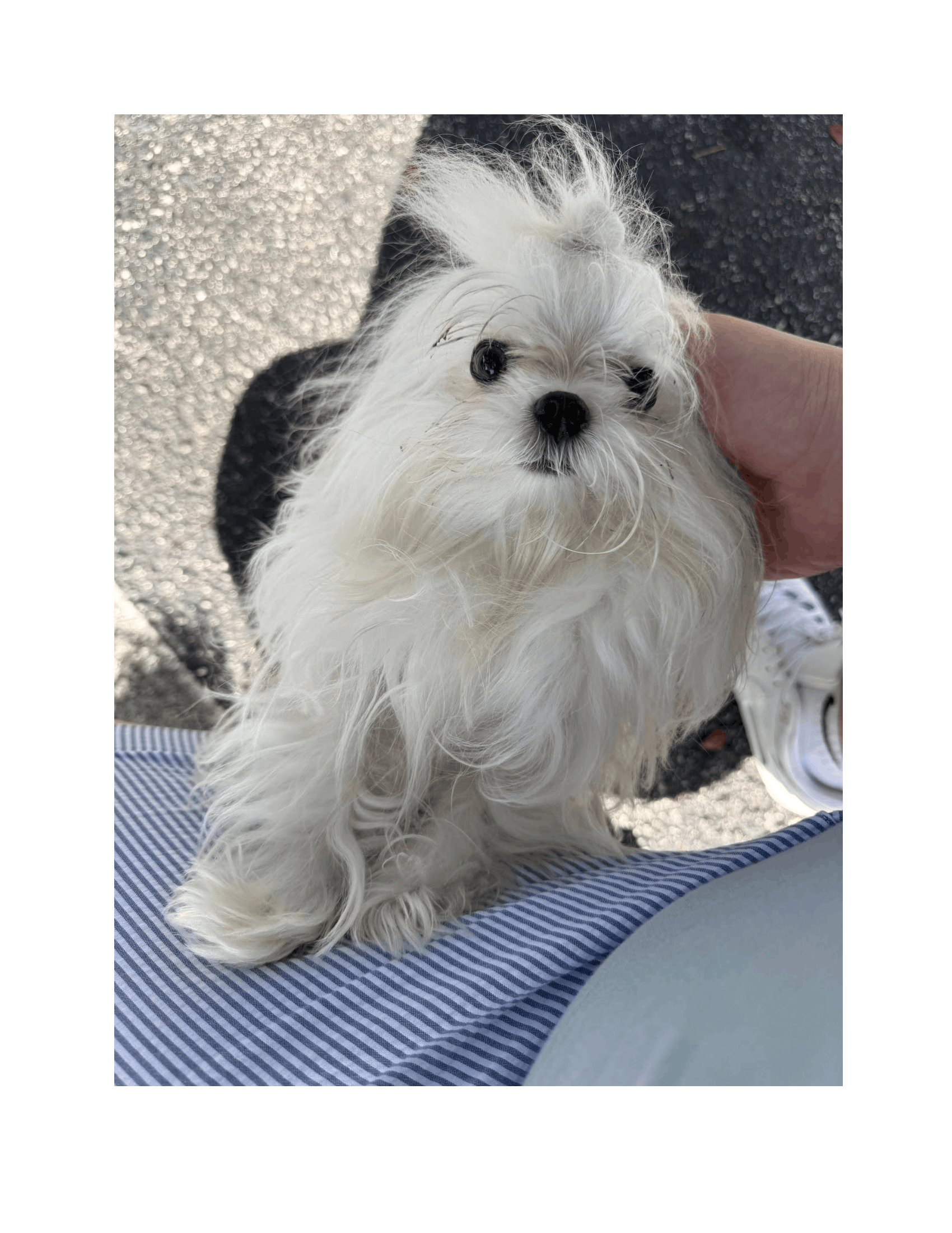 Maltese puppy image 2