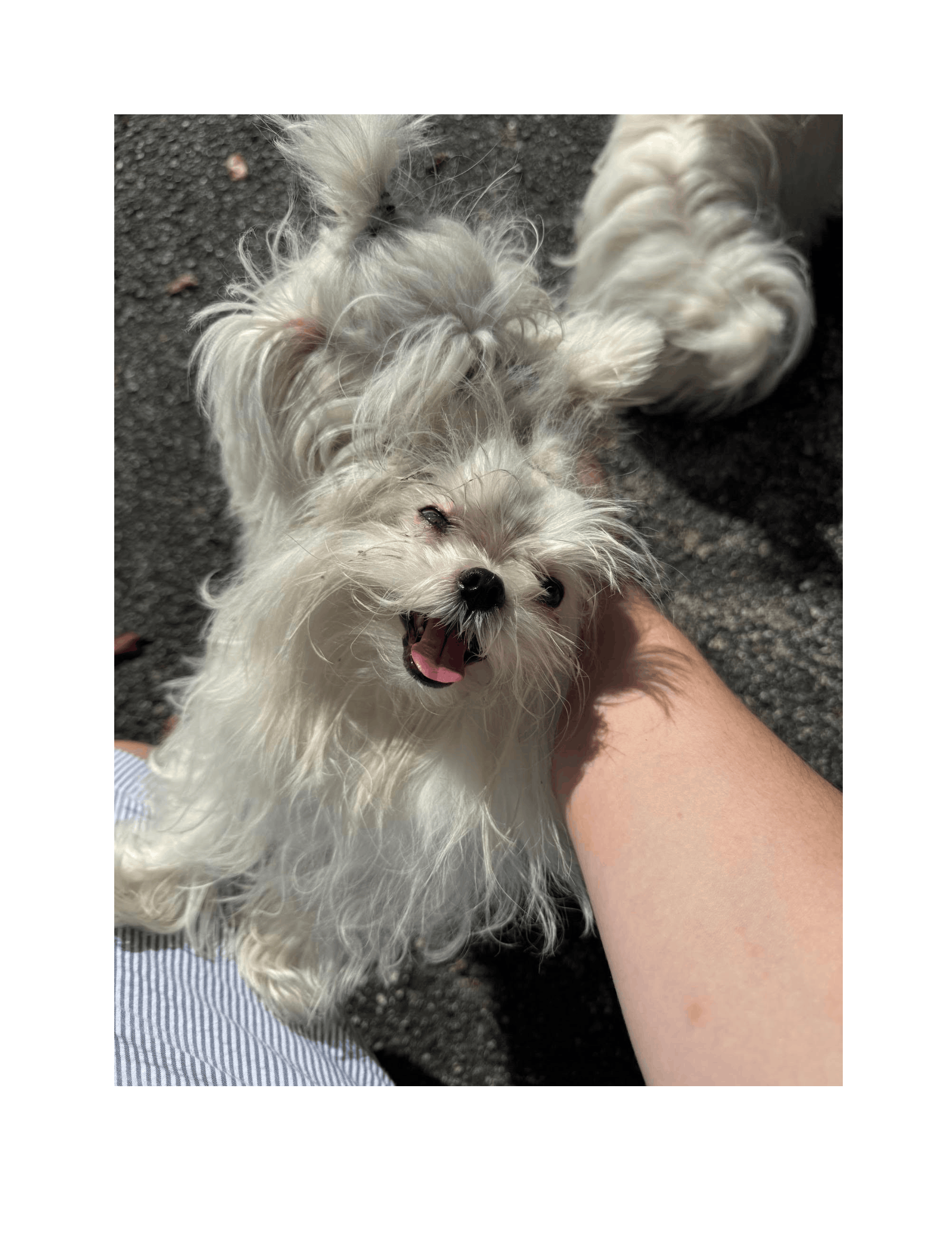 Maltese puppy image 1