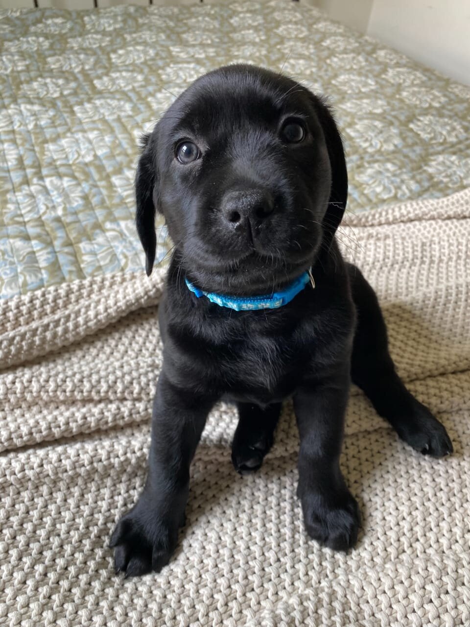 Labrador Puppies Available image 1