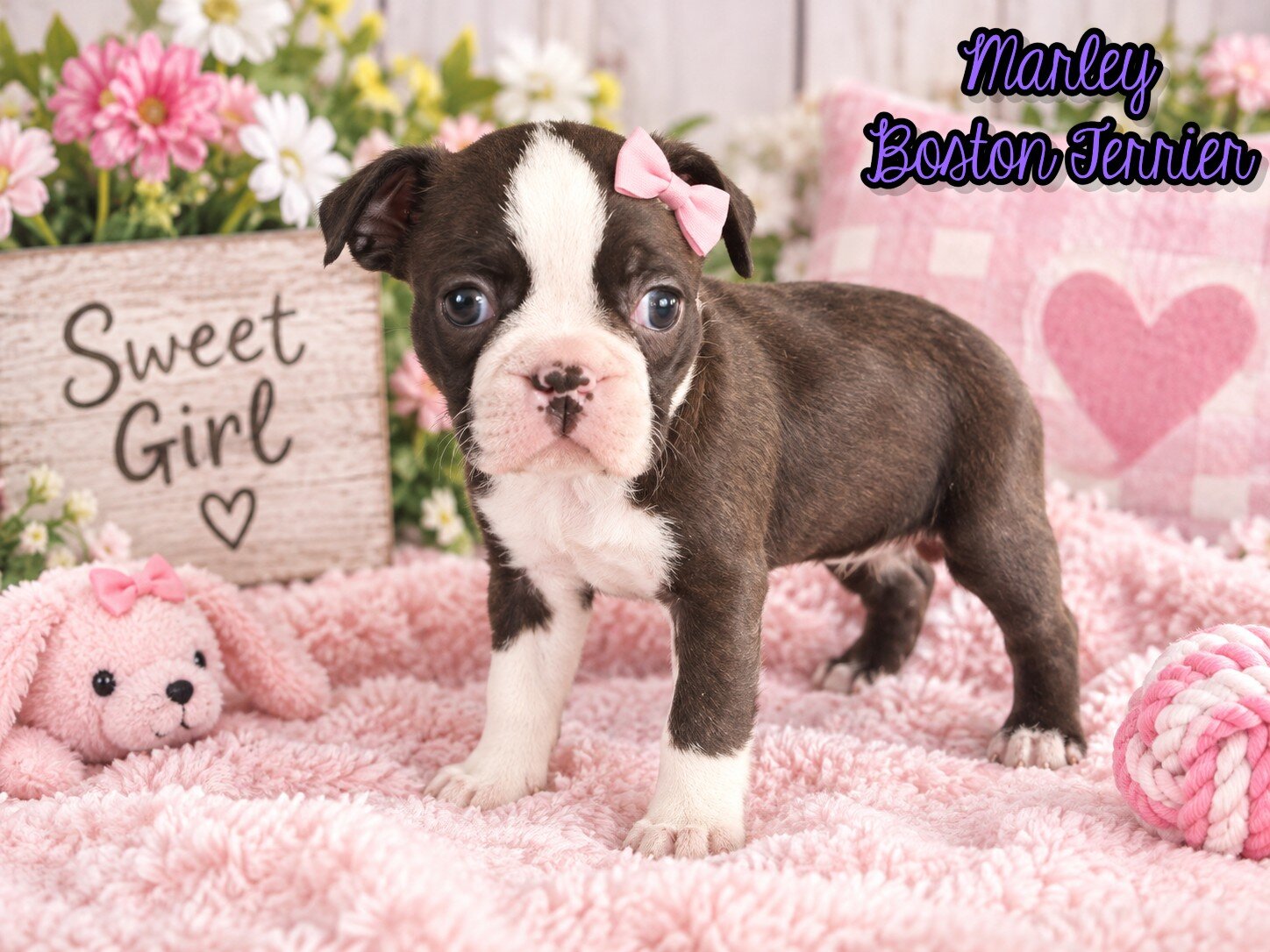Marley Female Boston Terrier image 1