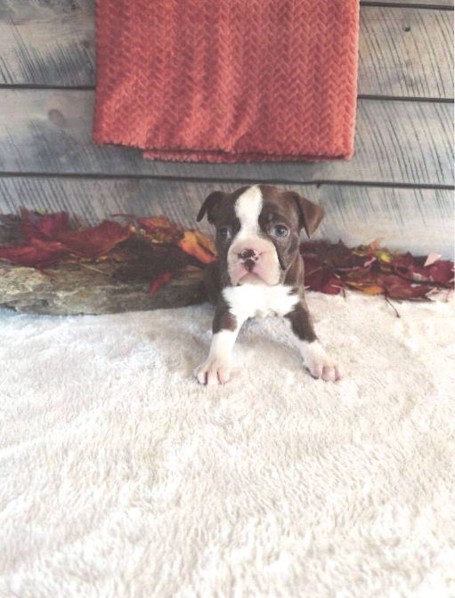 Marley Female Boston Terrier image 2