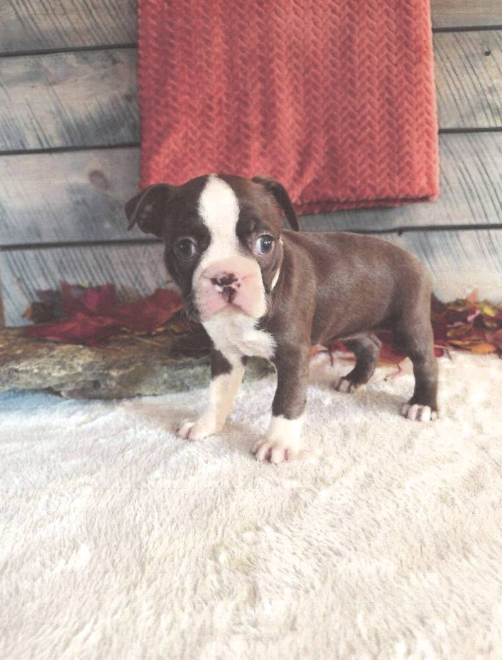 Marley Female Boston Terrier image 3