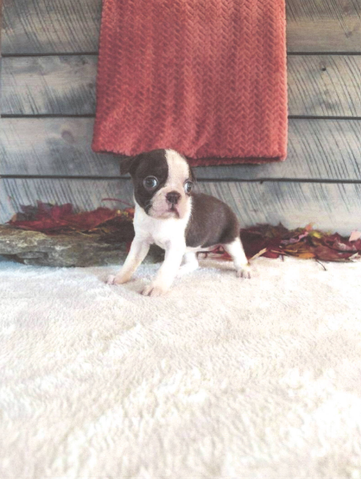 Millie Female Boston Terrier image 3
