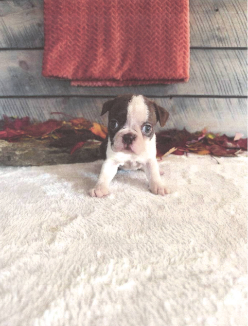 Millie Female Boston Terrier image 2
