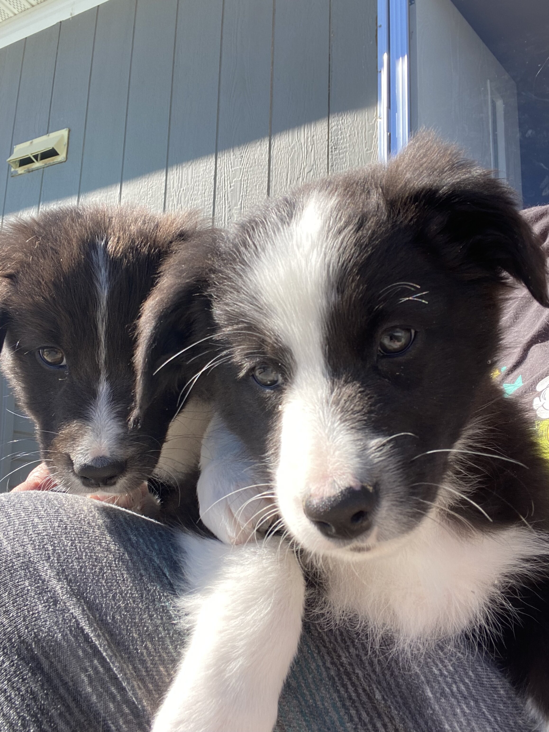 Australian Shepards image 1