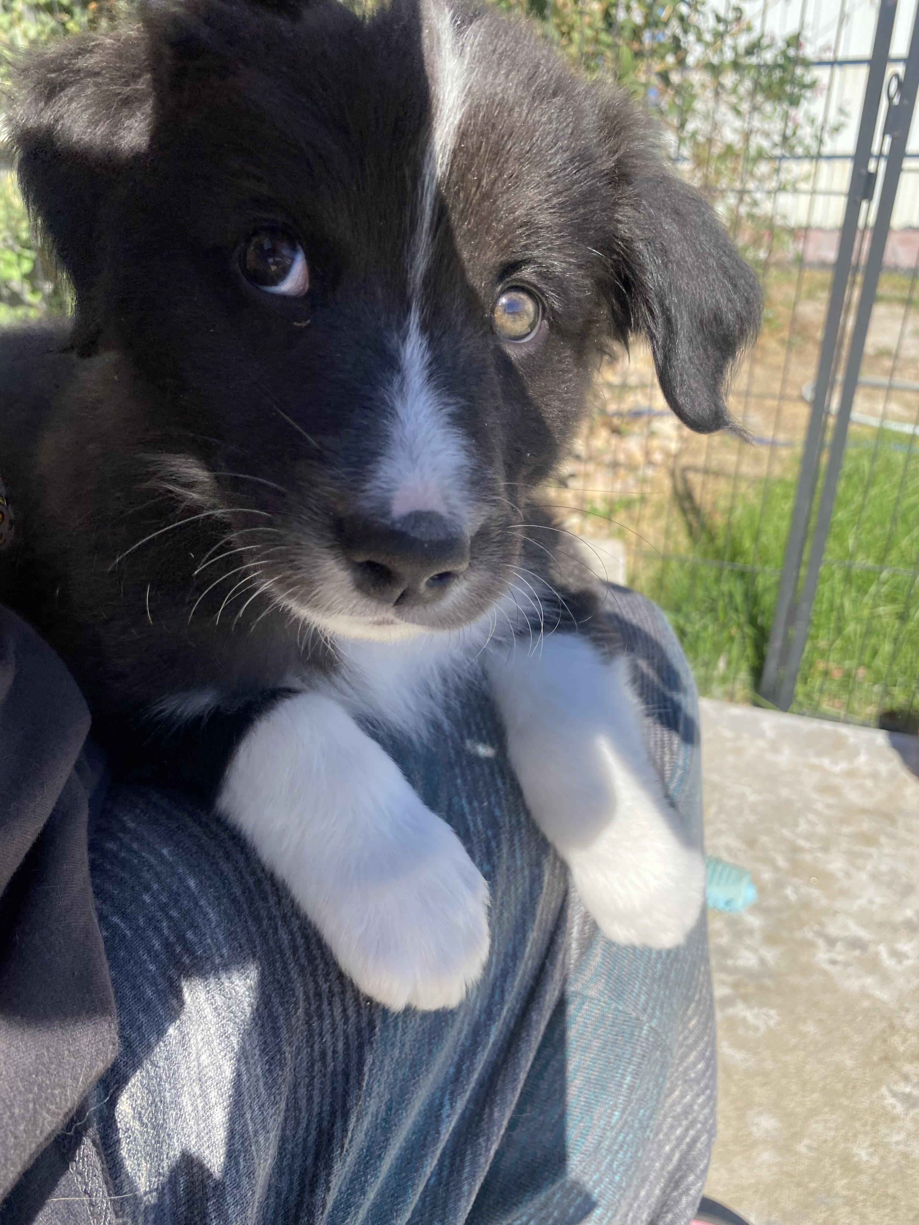 Australian Shepards image 2