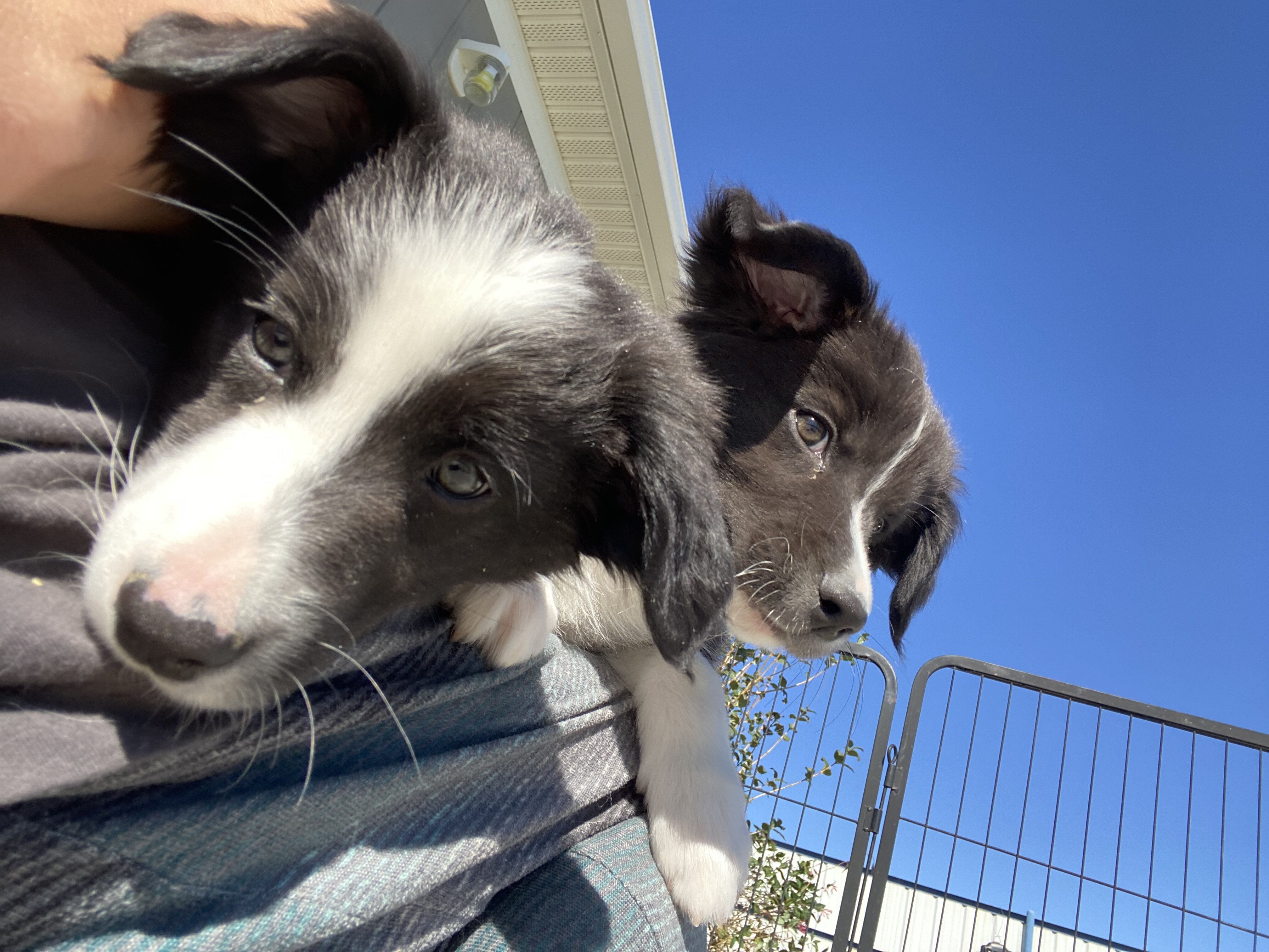 Australian Shepards image 4