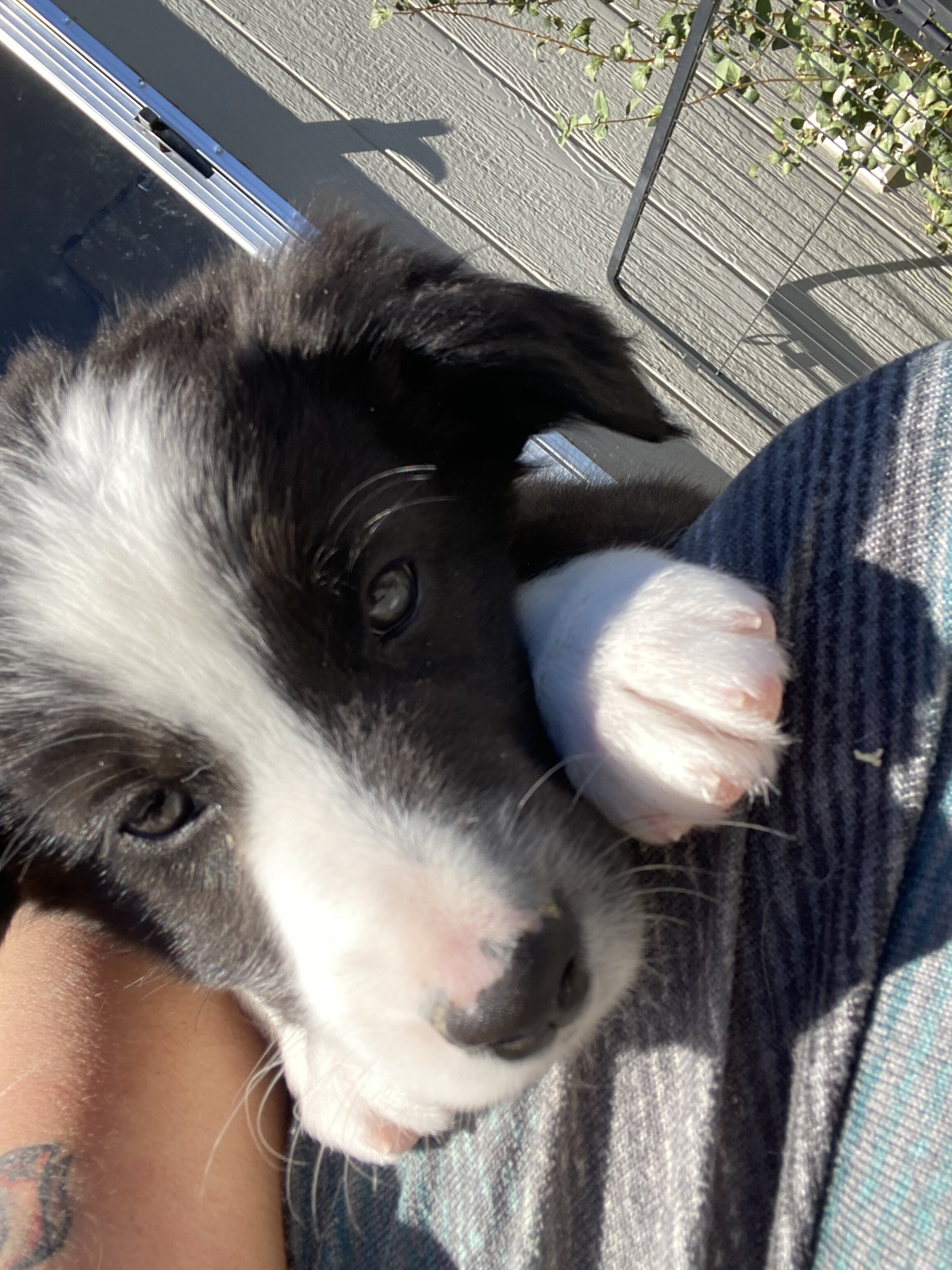 Australian Shepards image 3