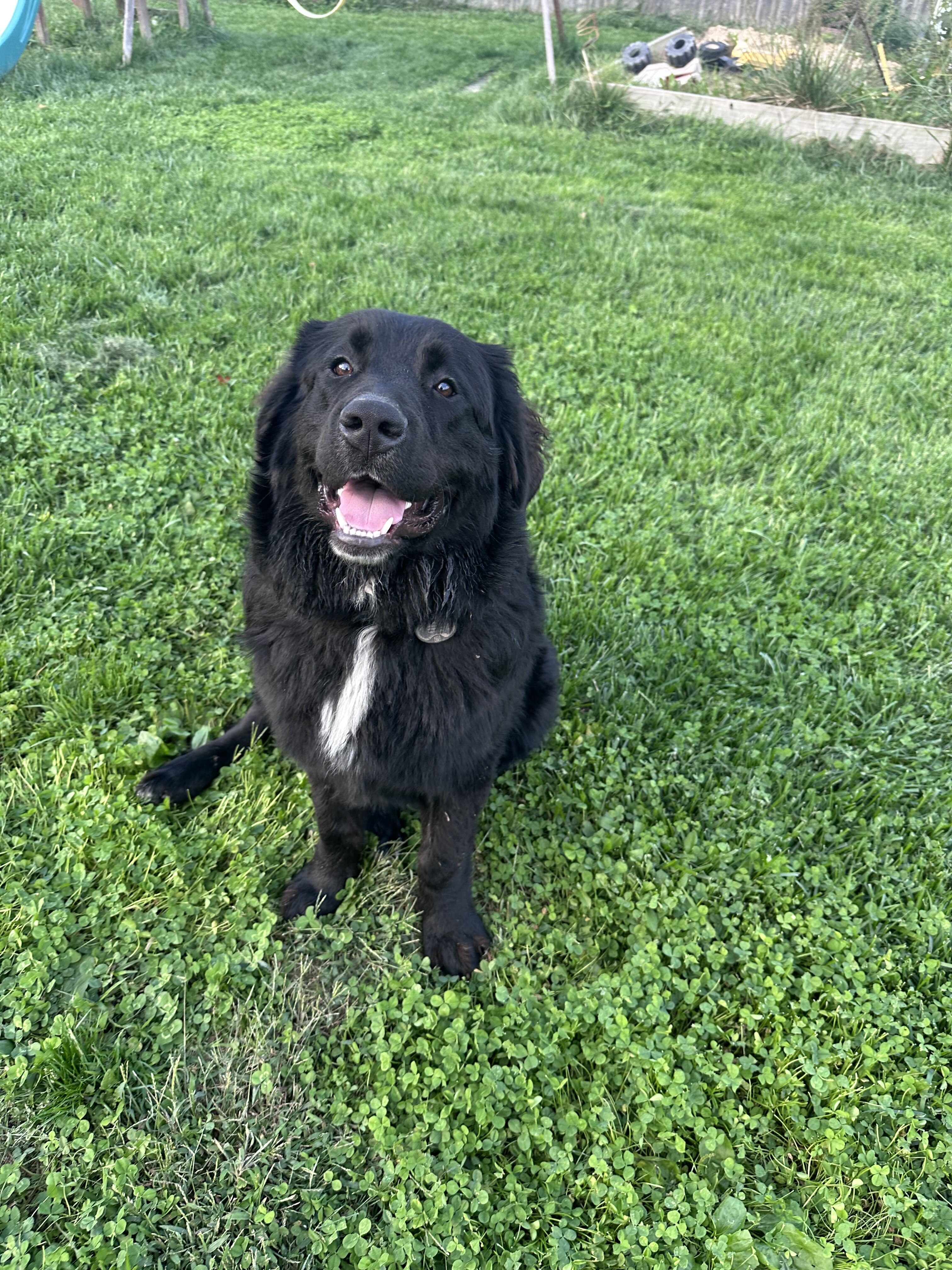 Newfoundland/Bernese mix image 1