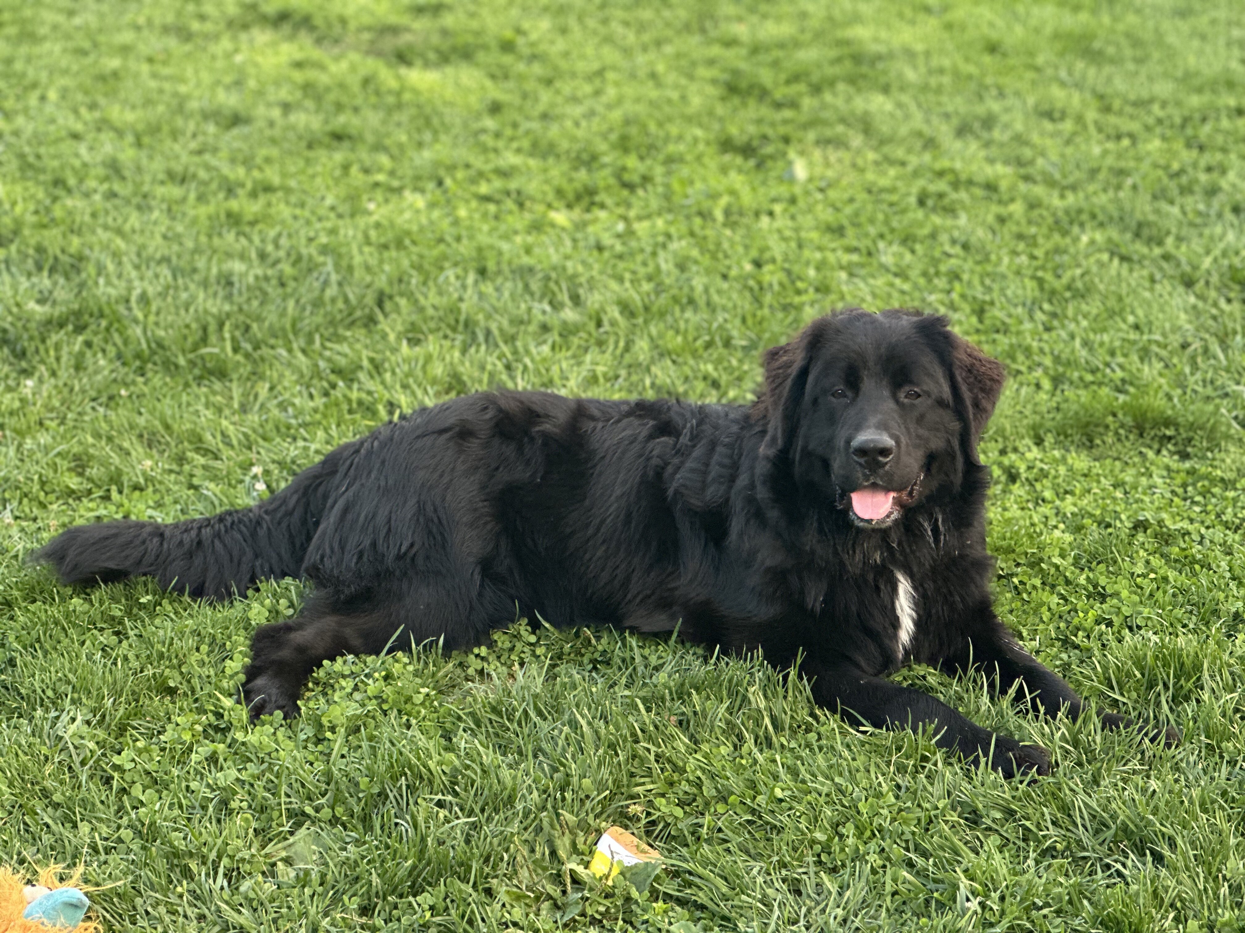Newfoundland/Bernese mix image 2