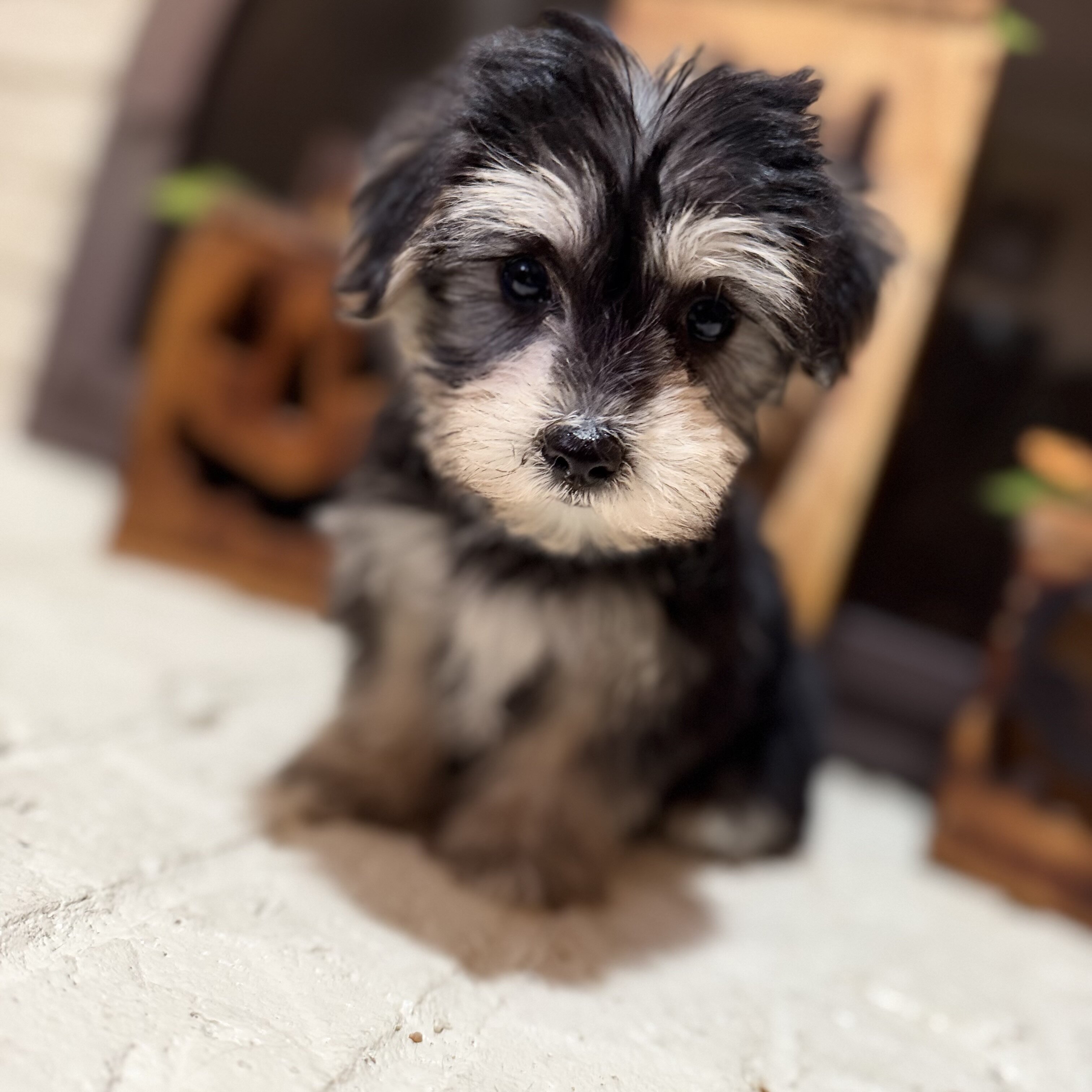 Morkie puppies ready now image 8