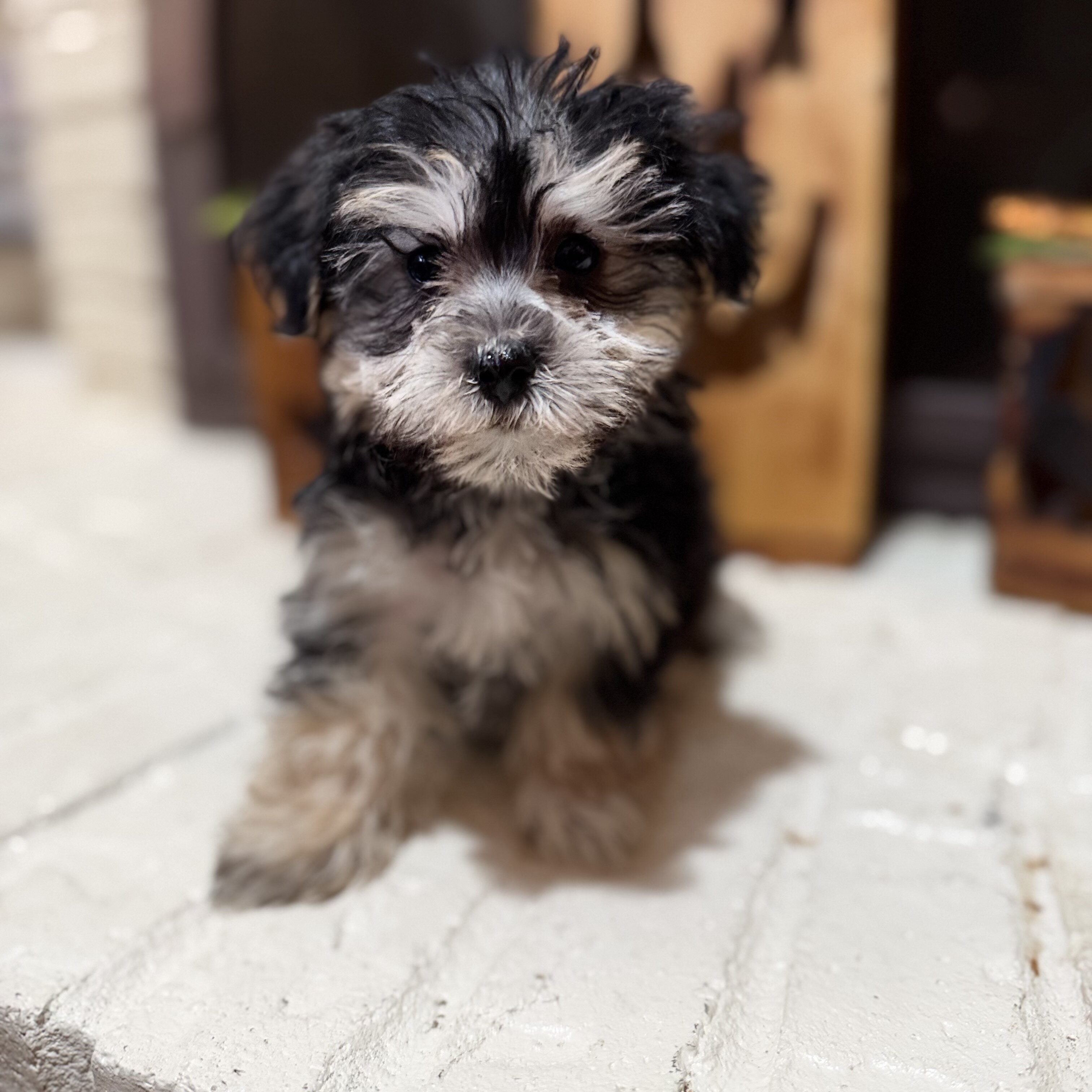 Morkie puppies ready now image 7