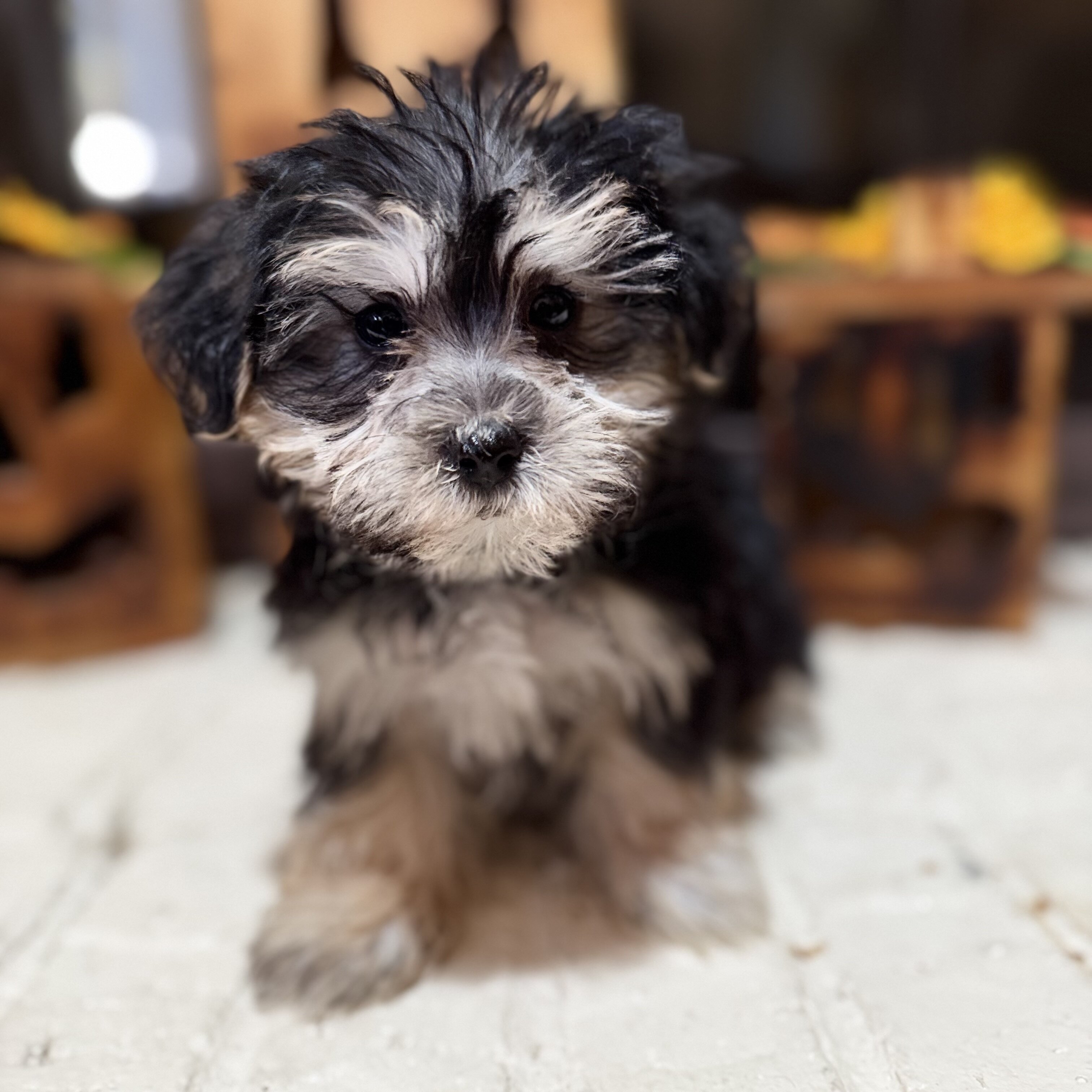 Morkie puppies ready now image 6