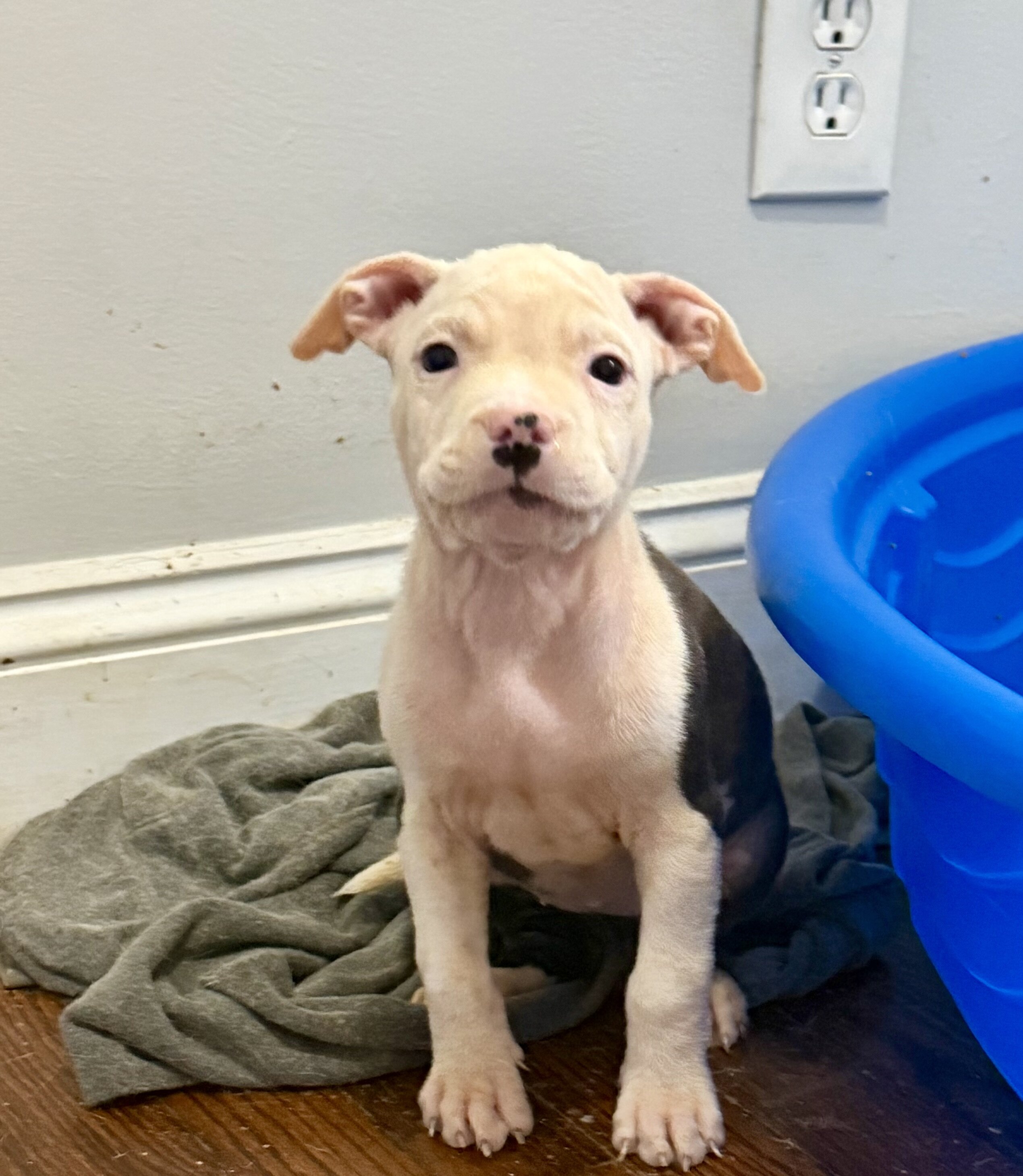 8 week old puppy image 1