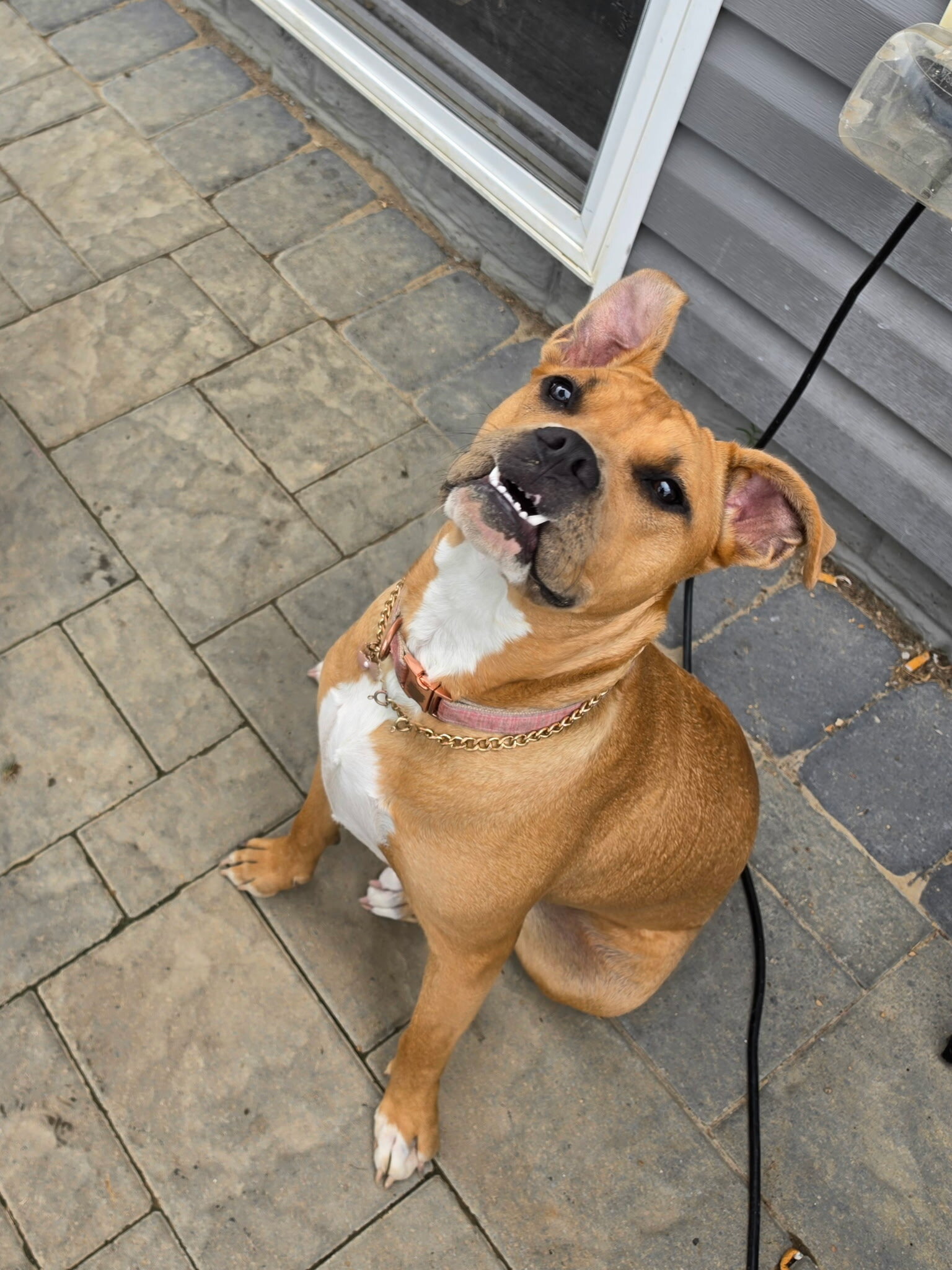 female pit mixed dog image 1