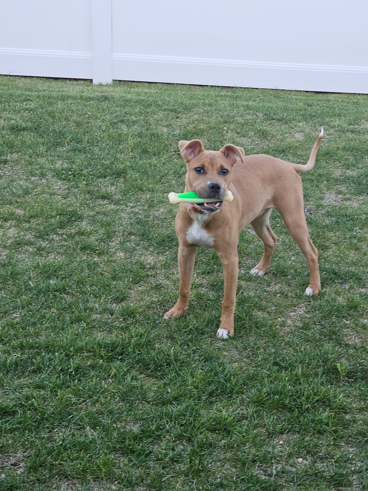 female pit mixed dog image 10