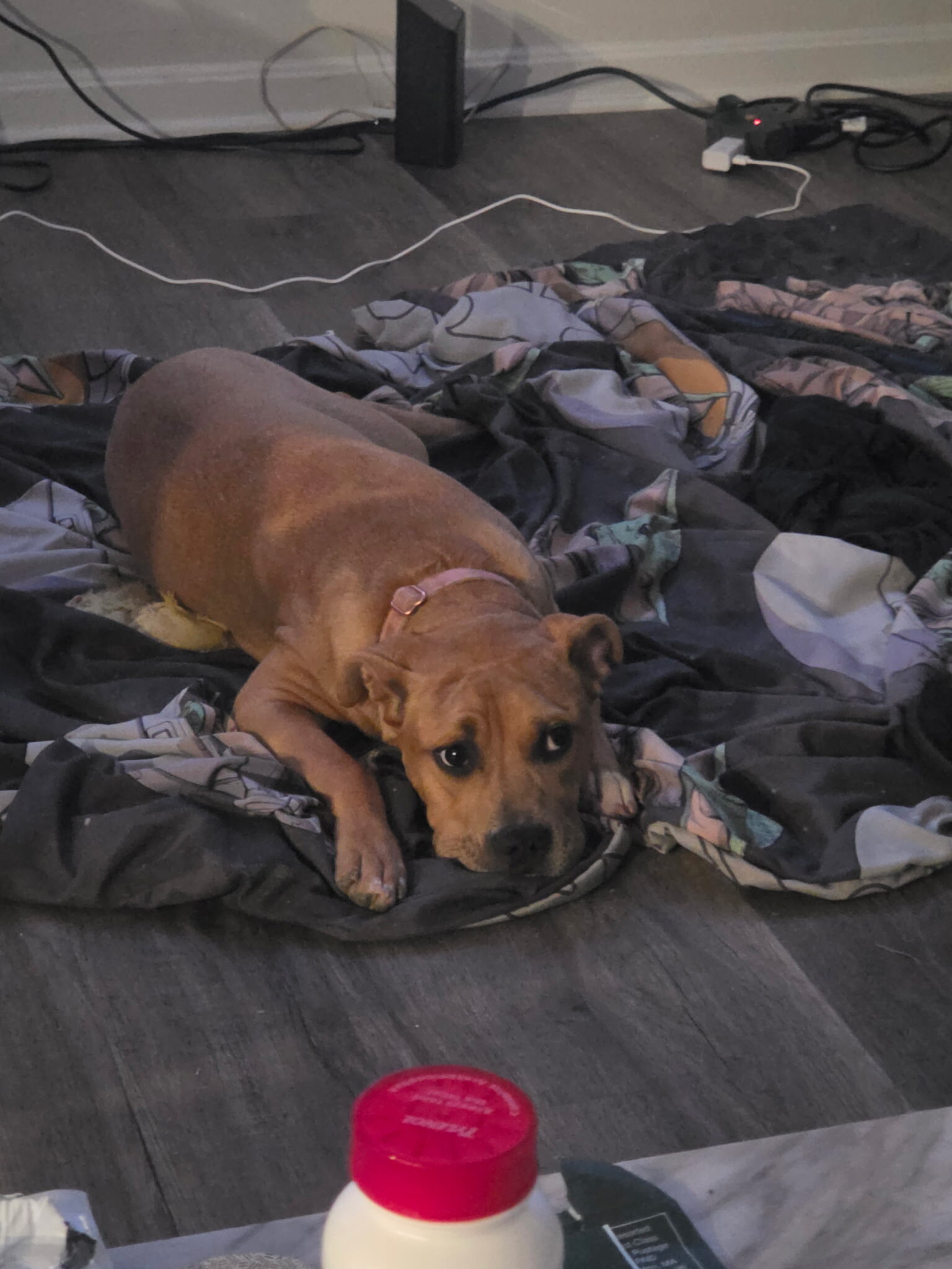 female pit mixed dog image 9