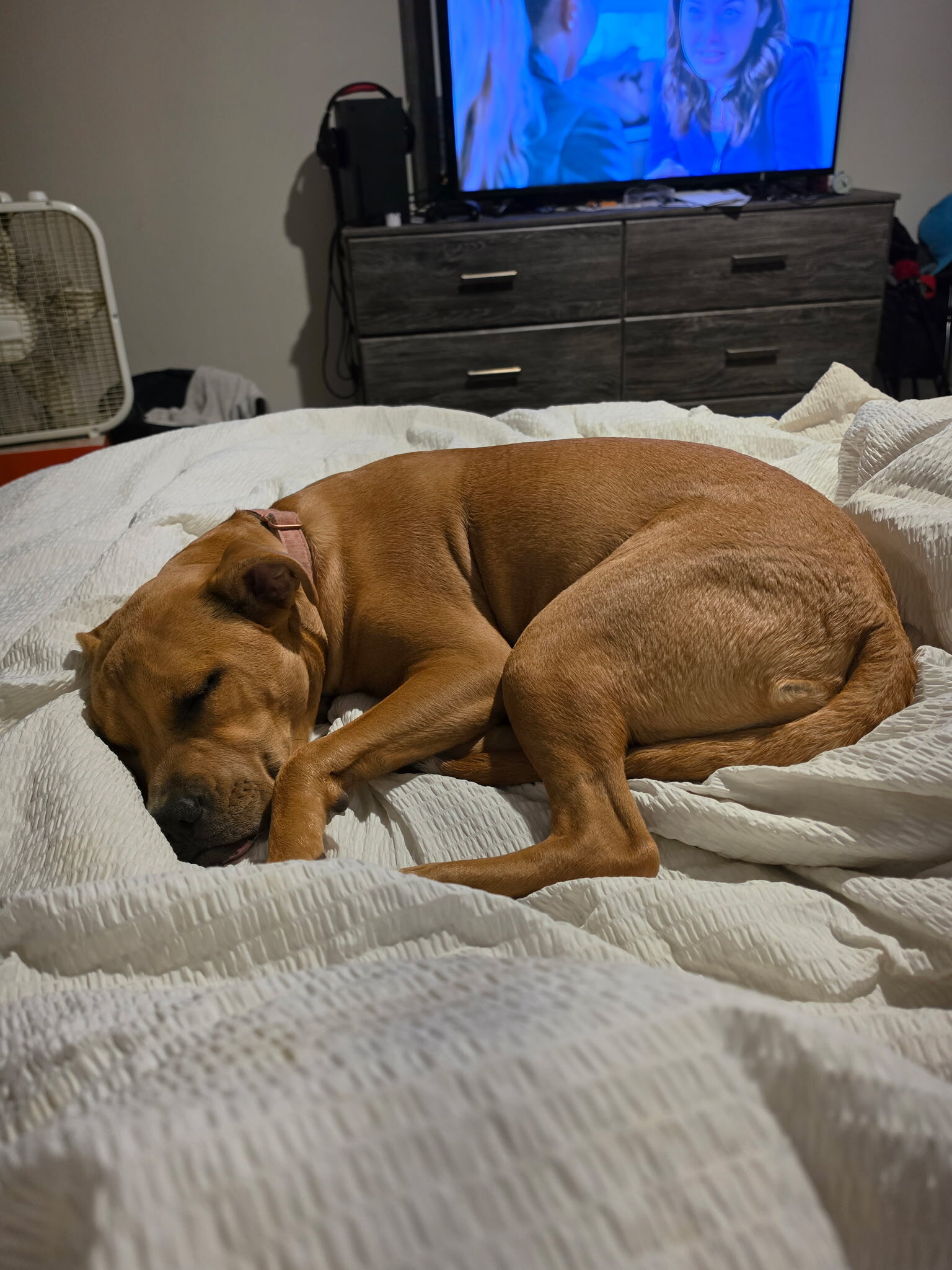 female pit mixed dog image 6