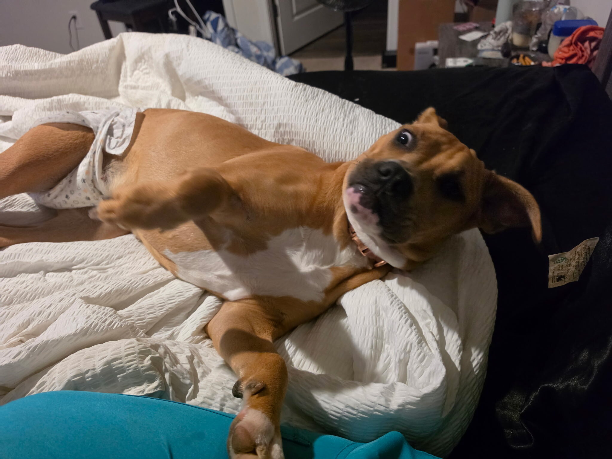 female pit mixed dog image 8