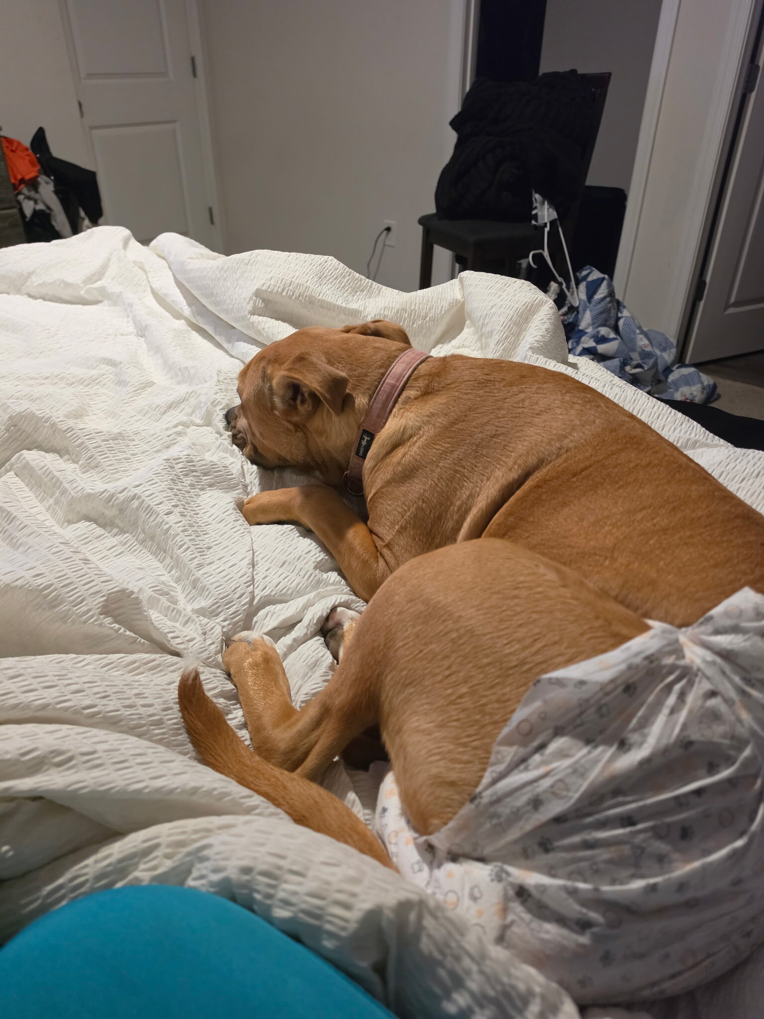 female pit mixed dog image 7