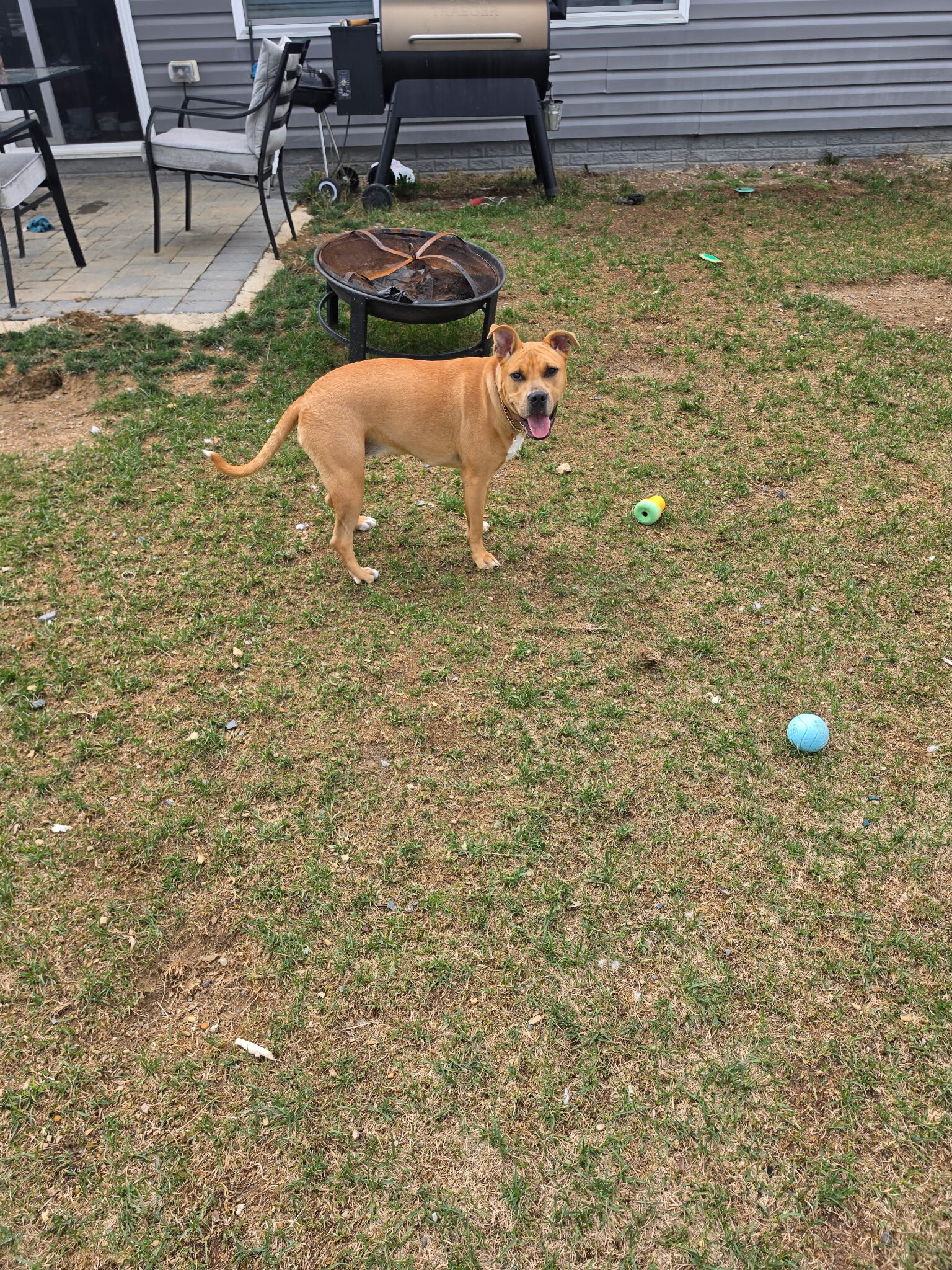female pit mixed dog image 3
