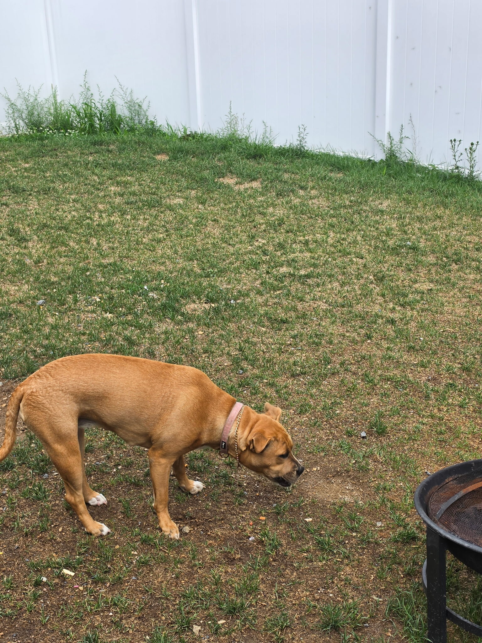female pit mixed dog image 4