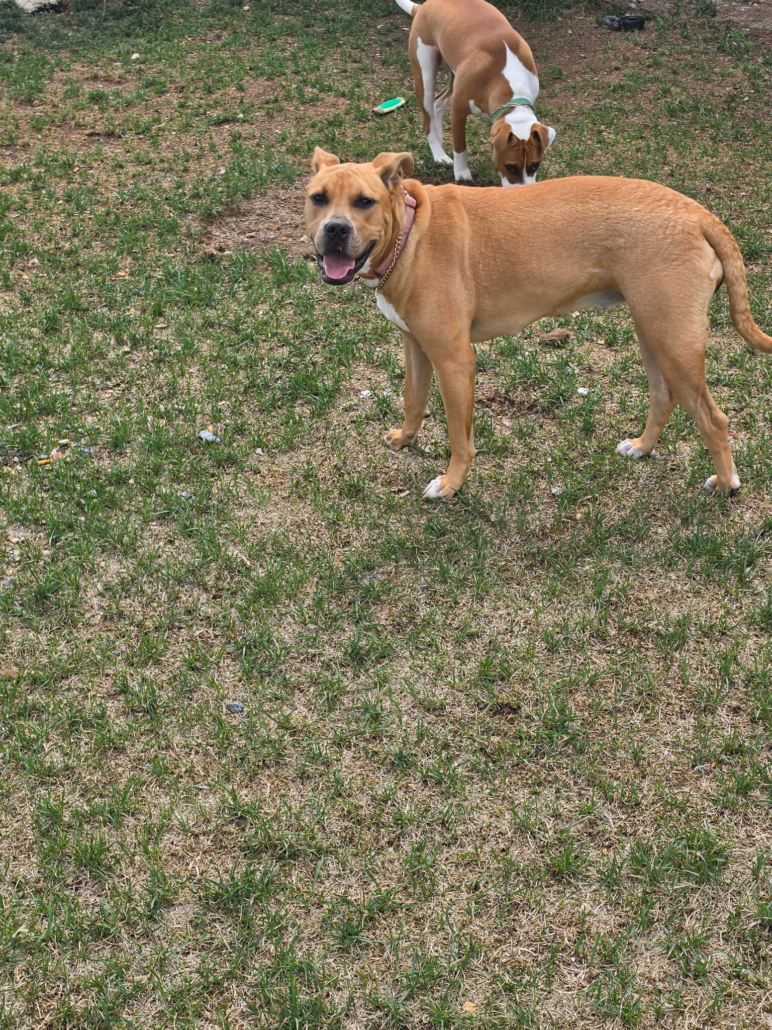 female pit mixed dog image 2