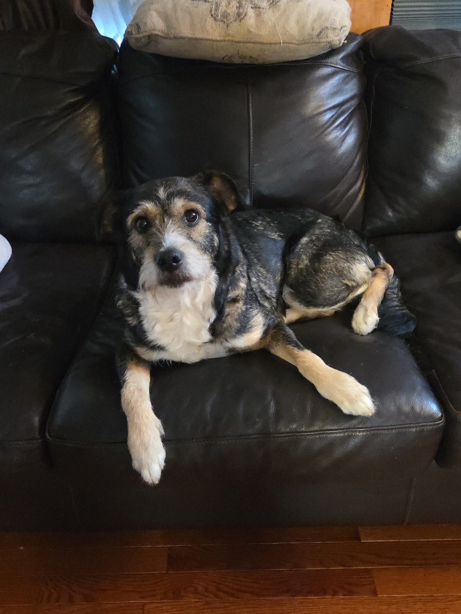 Female dog image 1