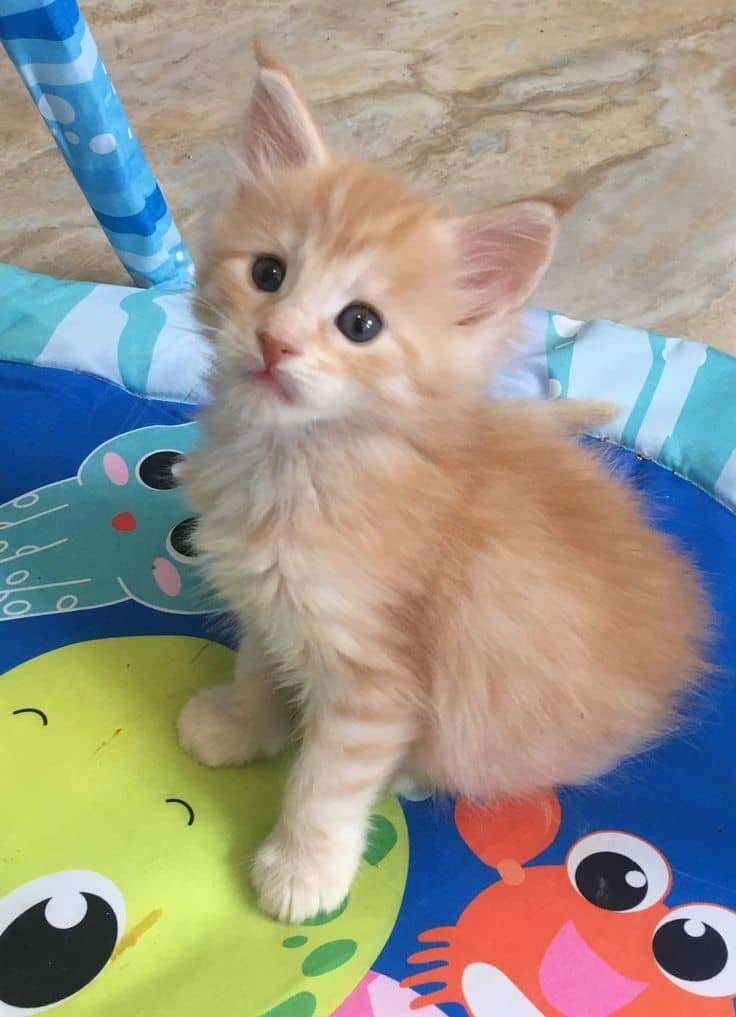 Male and female Maine Coon kittens available image 5