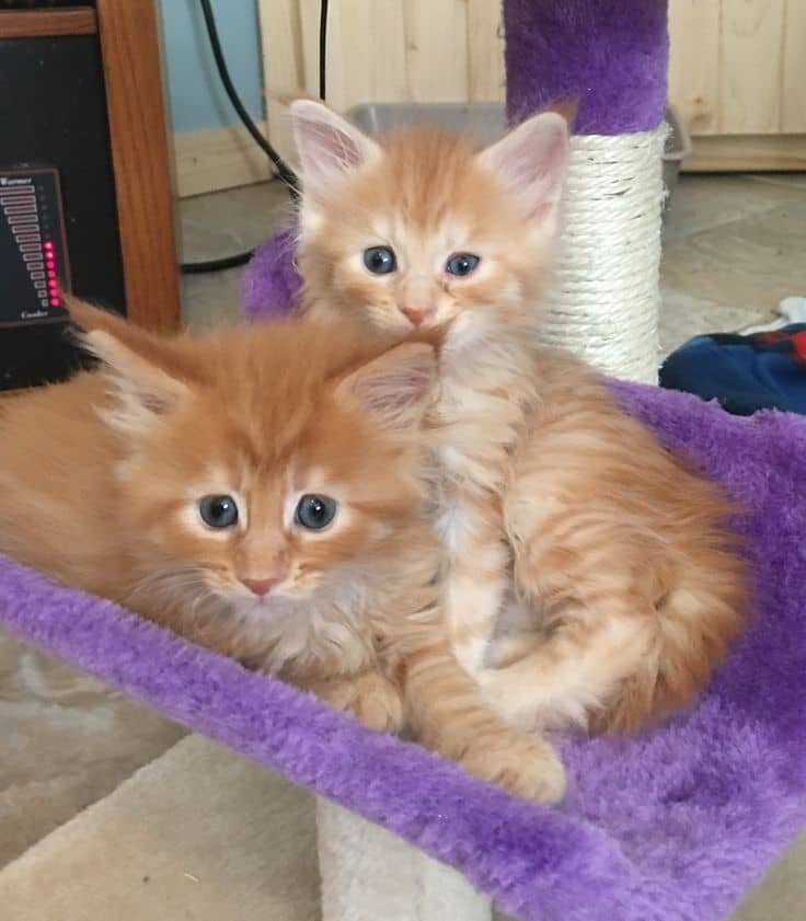 Male and female Maine Coon kittens available image 4