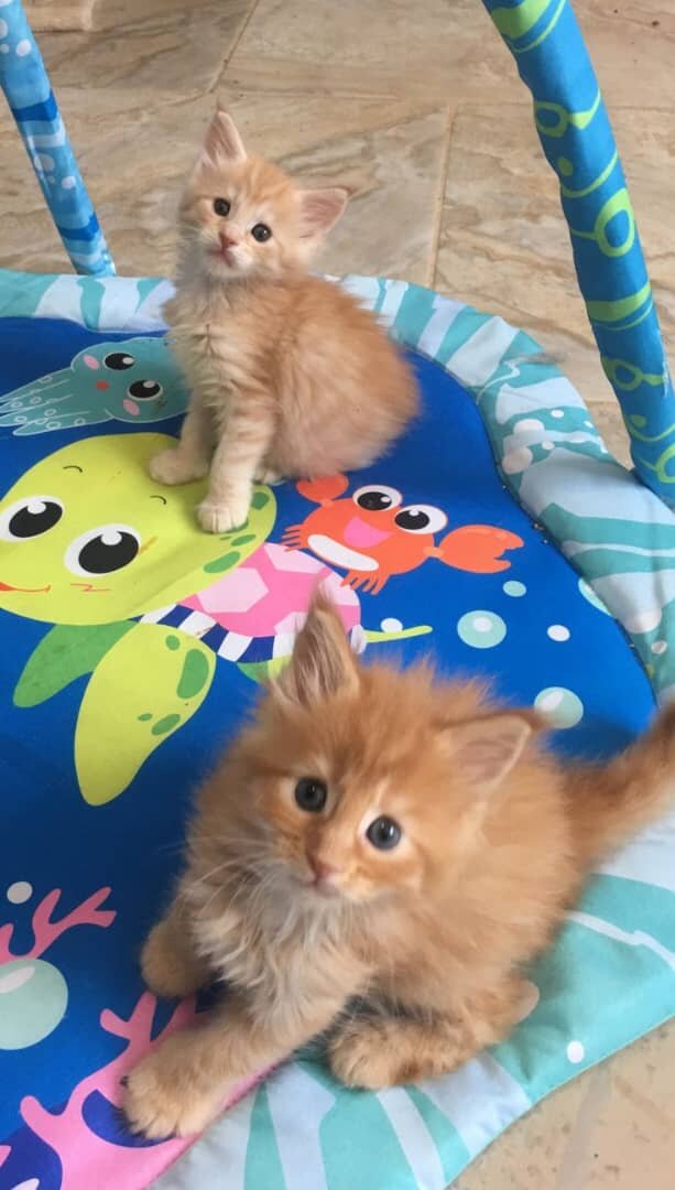 Male and female Maine Coon kittens available image 3