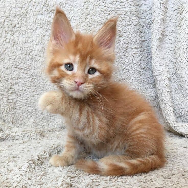 Male and female Maine Coon kittens available image 2