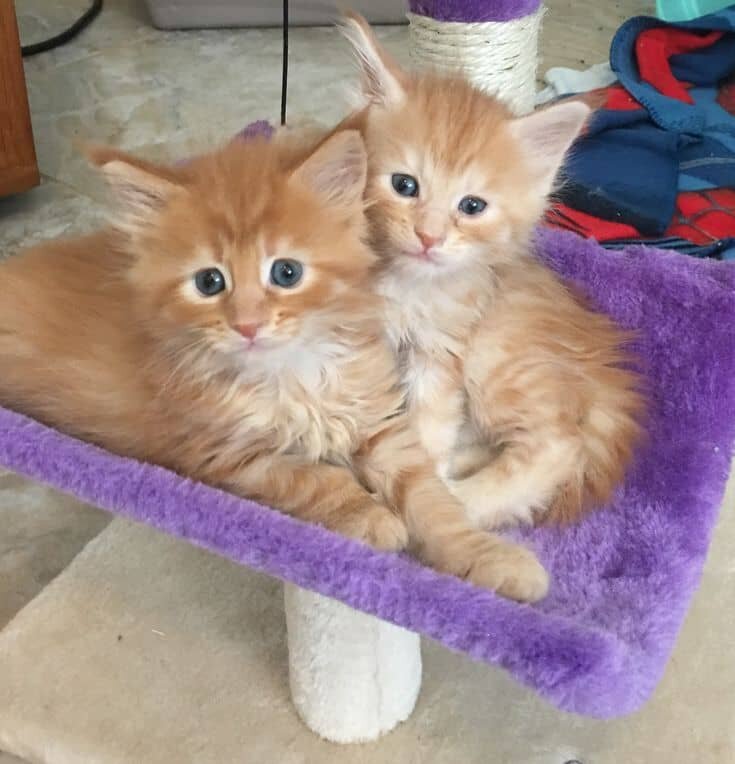 Male and female Maine Coon kittens available image 1