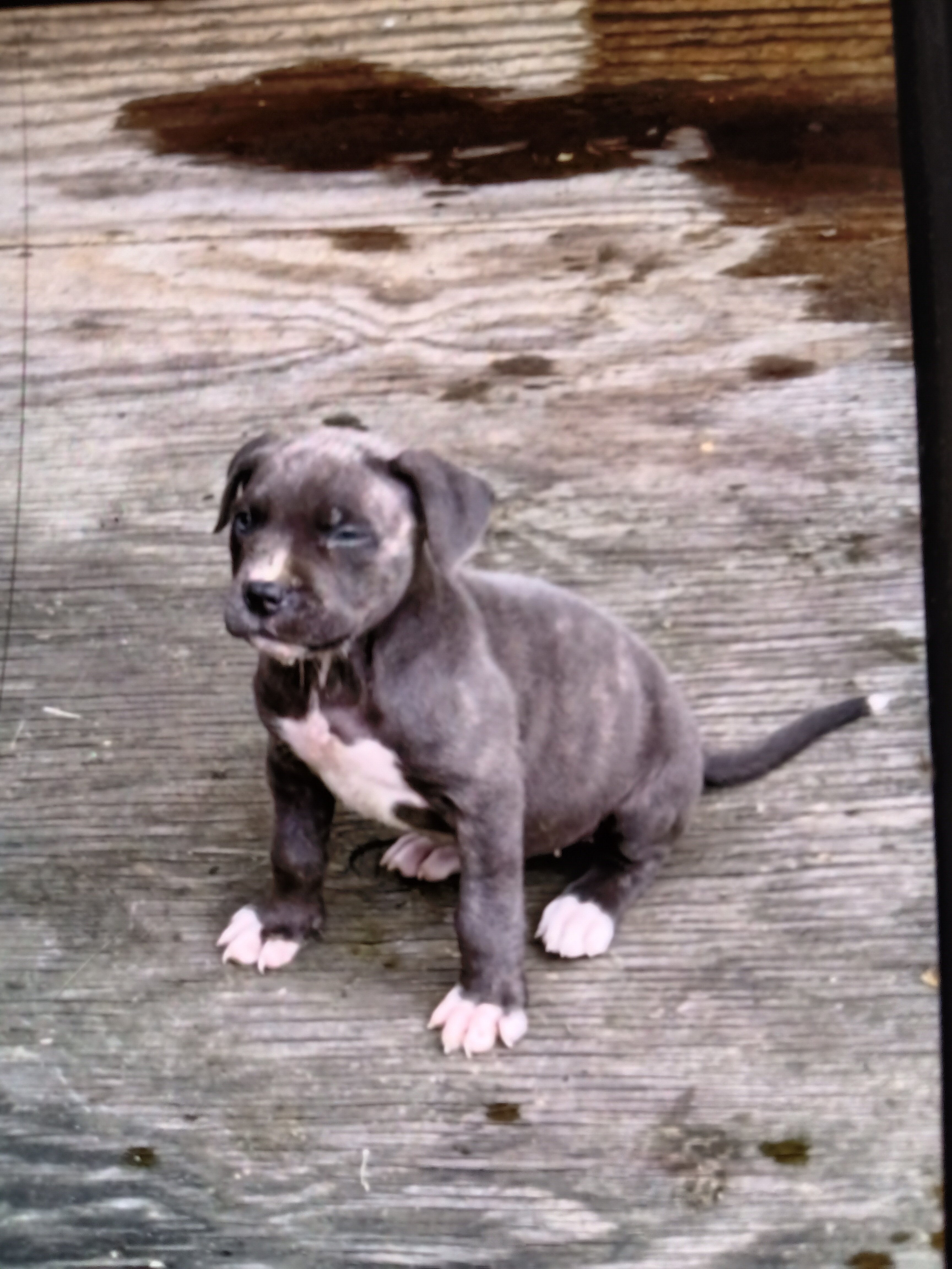 Blue Cane Corso American image 1